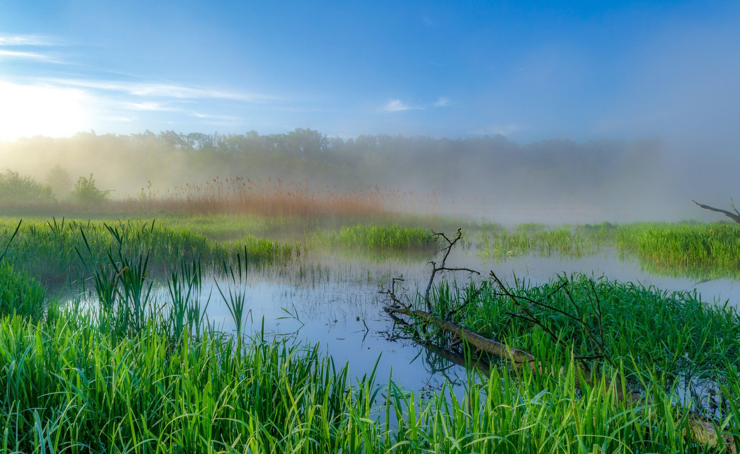 water  light  nature  spring  fog  wetlands  nikon  sky  landscape  morning  forest  trees, Krzysztof Tollas