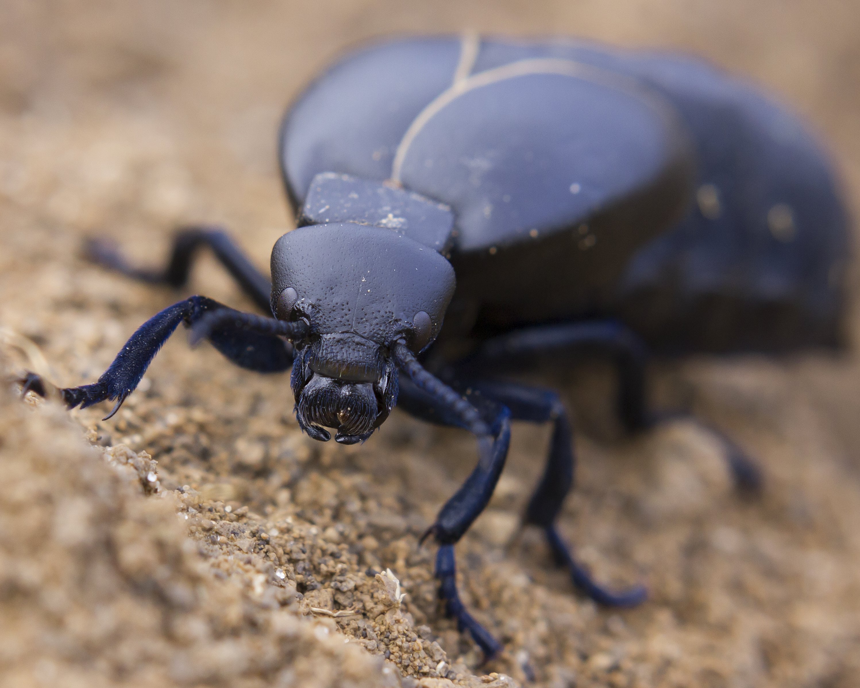 Meloe proscarabaeus Жук