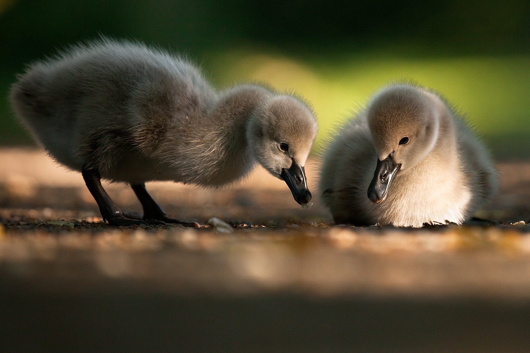 , Robert Adamec