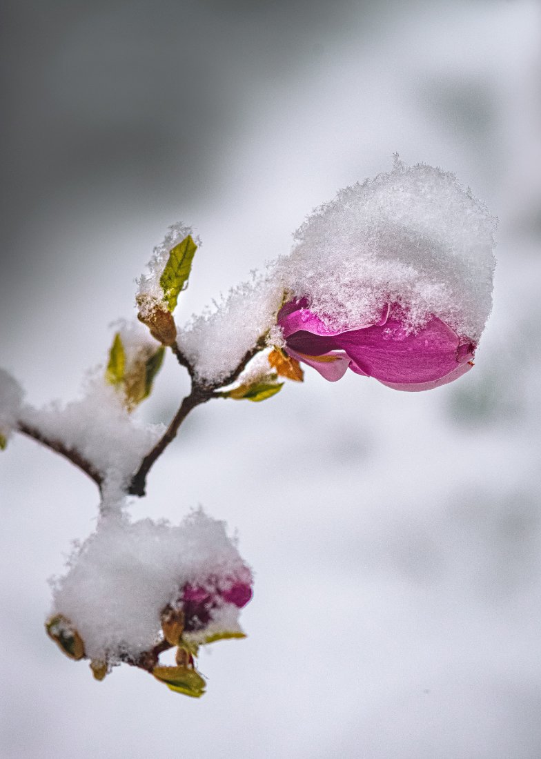 природа, макро, весна, цветы, магнолия, сюрпризы погоды, снег, Неля Рачкова