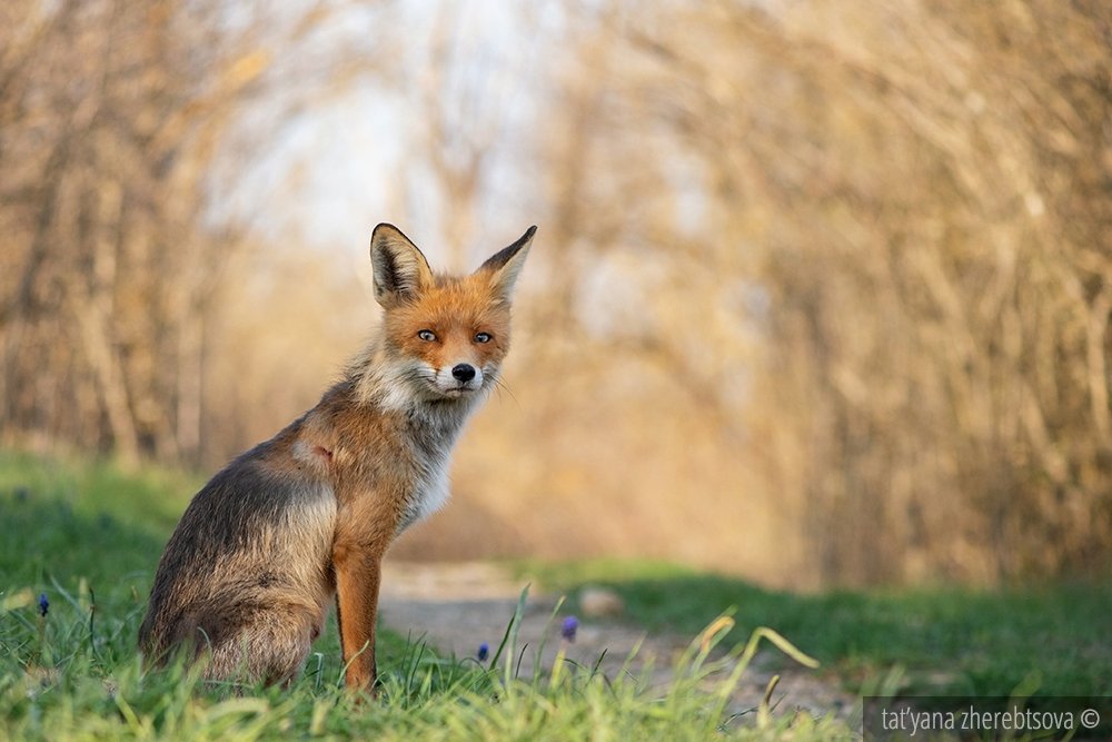 fox, my-mriya, mymriya, wildlife,, Татьяна Жеребцова