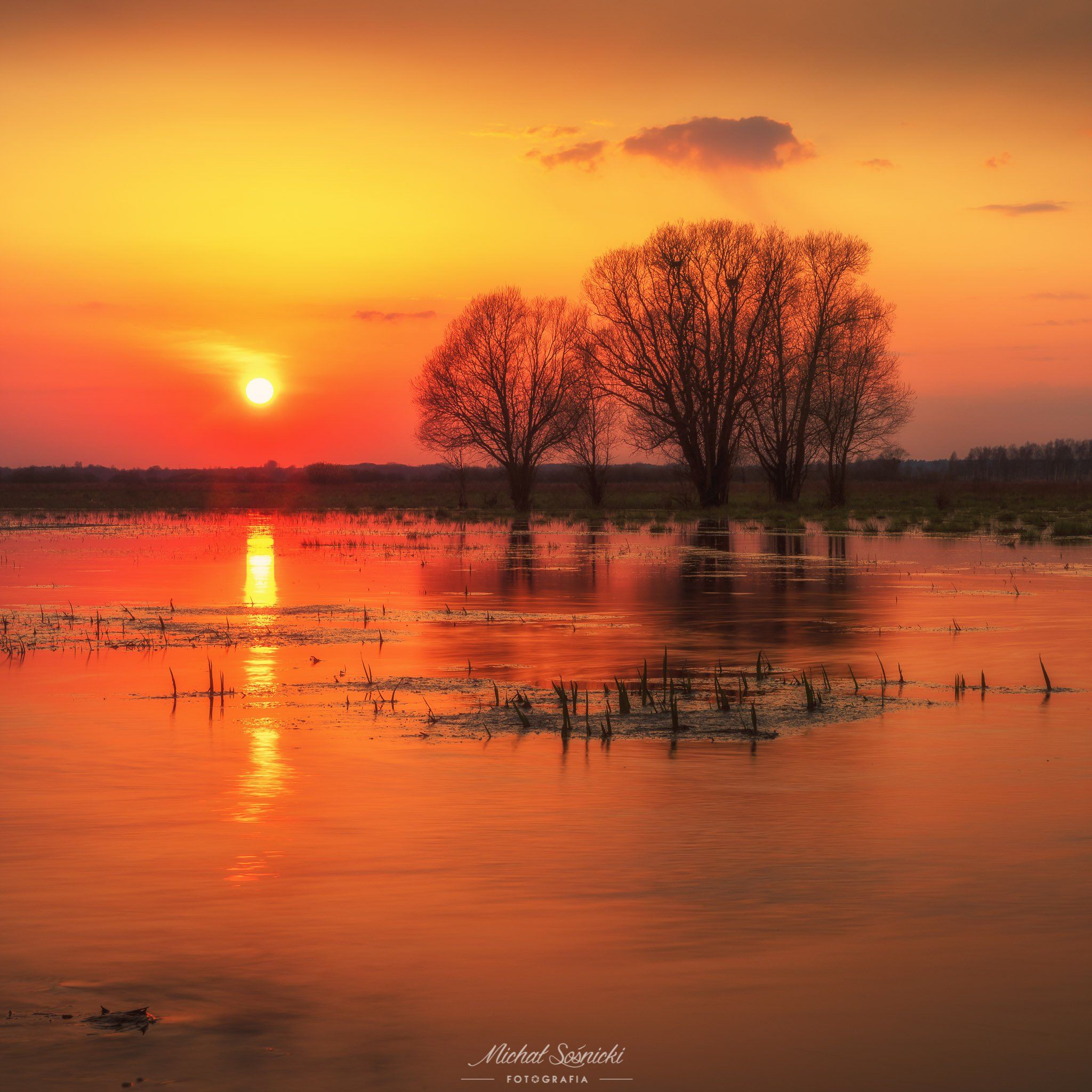 #marigolds #flowers #spring #poland #nature #beautiful #best #sky #tree #sunset, Michał Sośnicki