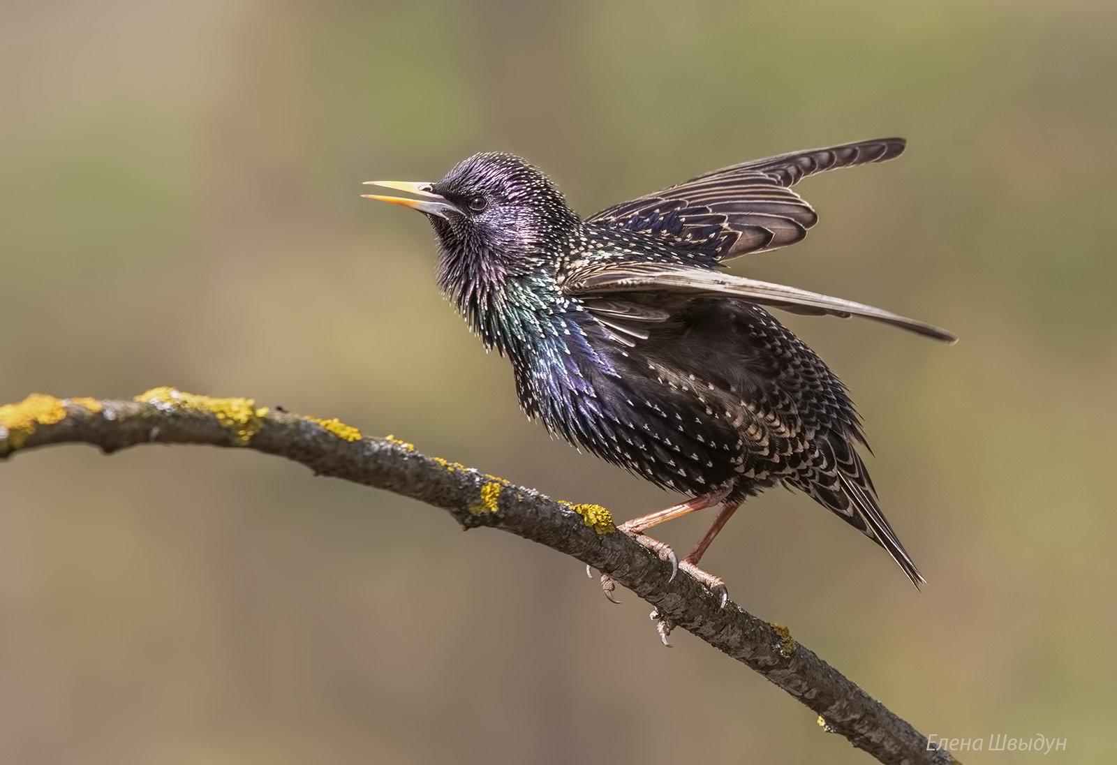 bird of prey, animal, birds, bird,  animal wildlife,  nature,  animals in the wild, common starling, скворец, Елена Швыдун