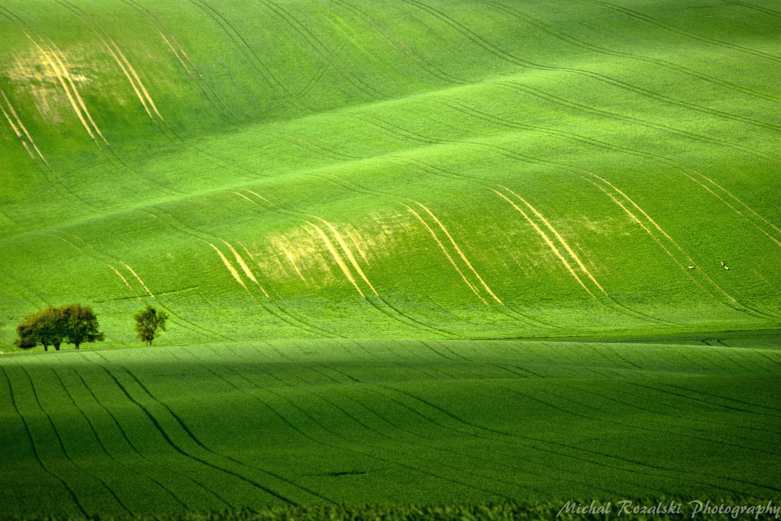 trees, ,hills, ,spring, ,season, ,fields, ,green, ,grass, ,landscape, ,photography, Michal Rozalski