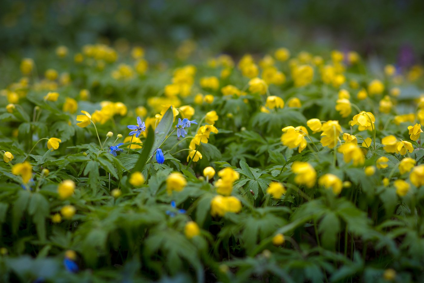 ветреница, весна, первоцветы, цветы, flowers, primulas, yellow anemone, Алексей Юденков