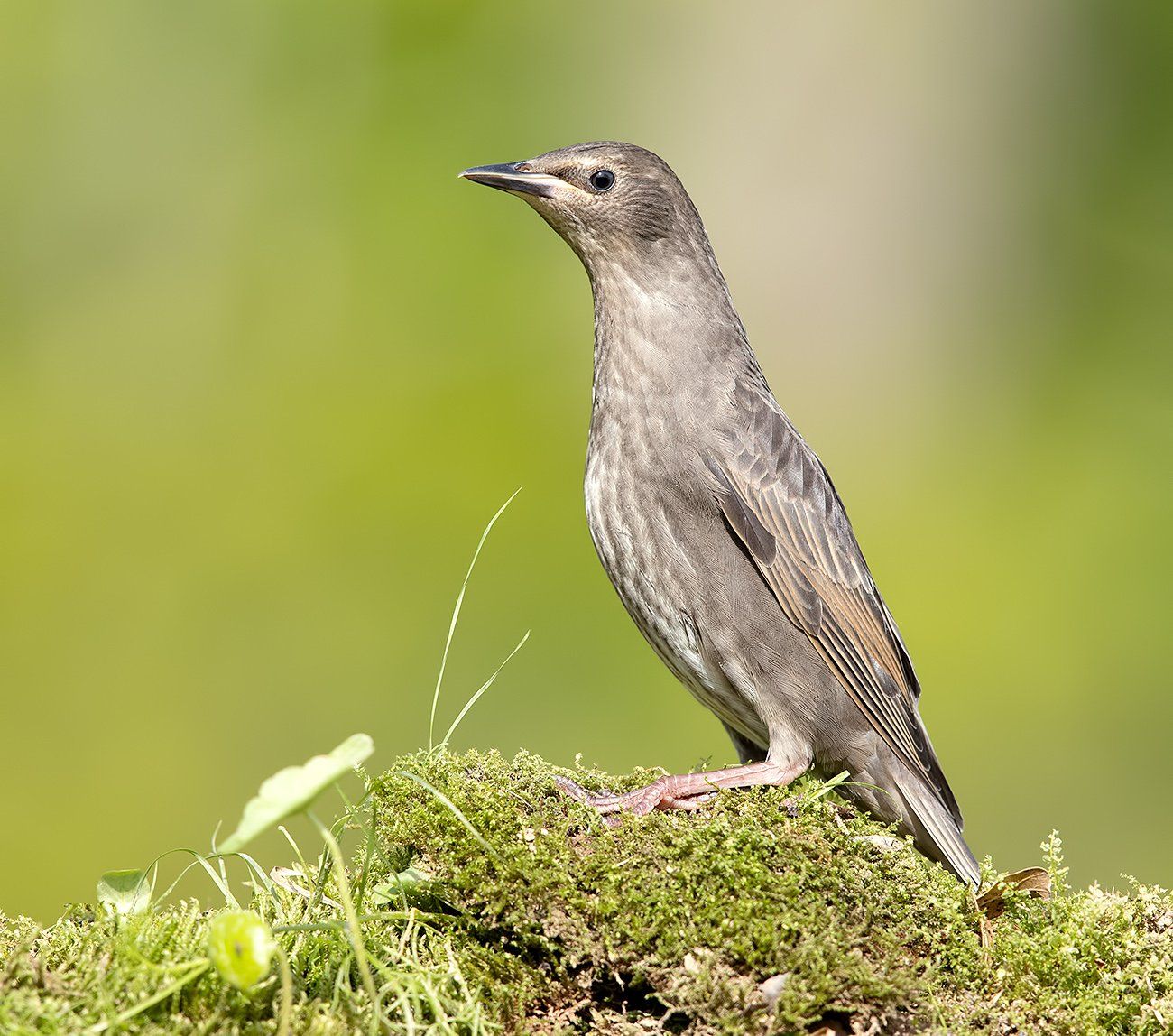 cкворец, european starling,  starling,весна, Elizabeth Etkind