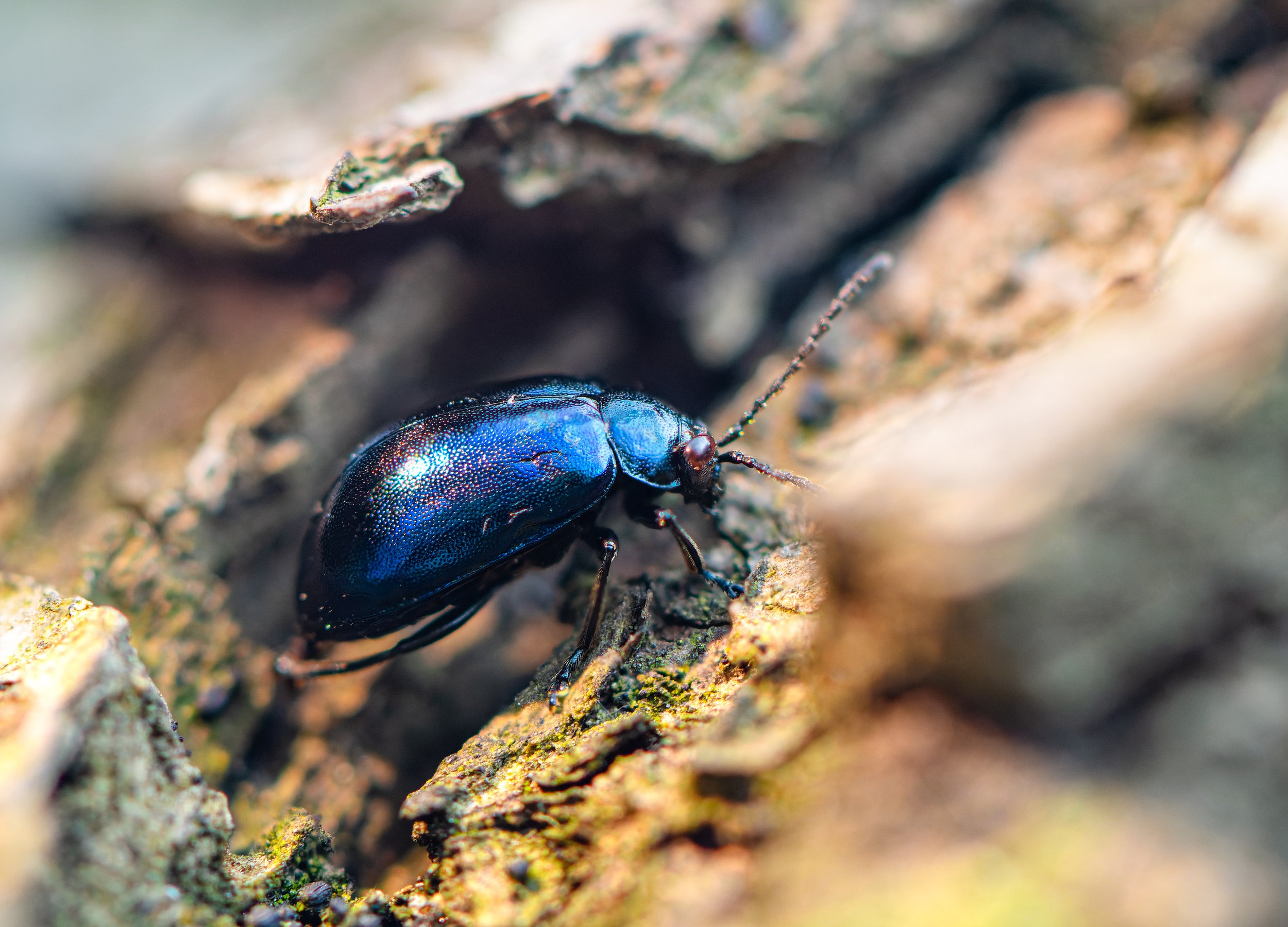 bug, beetle, blue, texture, insect, animal,  Mykhailo