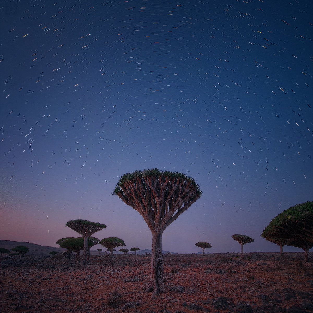 сокотра йемен socotra soqotra yemen драконово дерево вечер ночь dragontree, Виктор Иванов