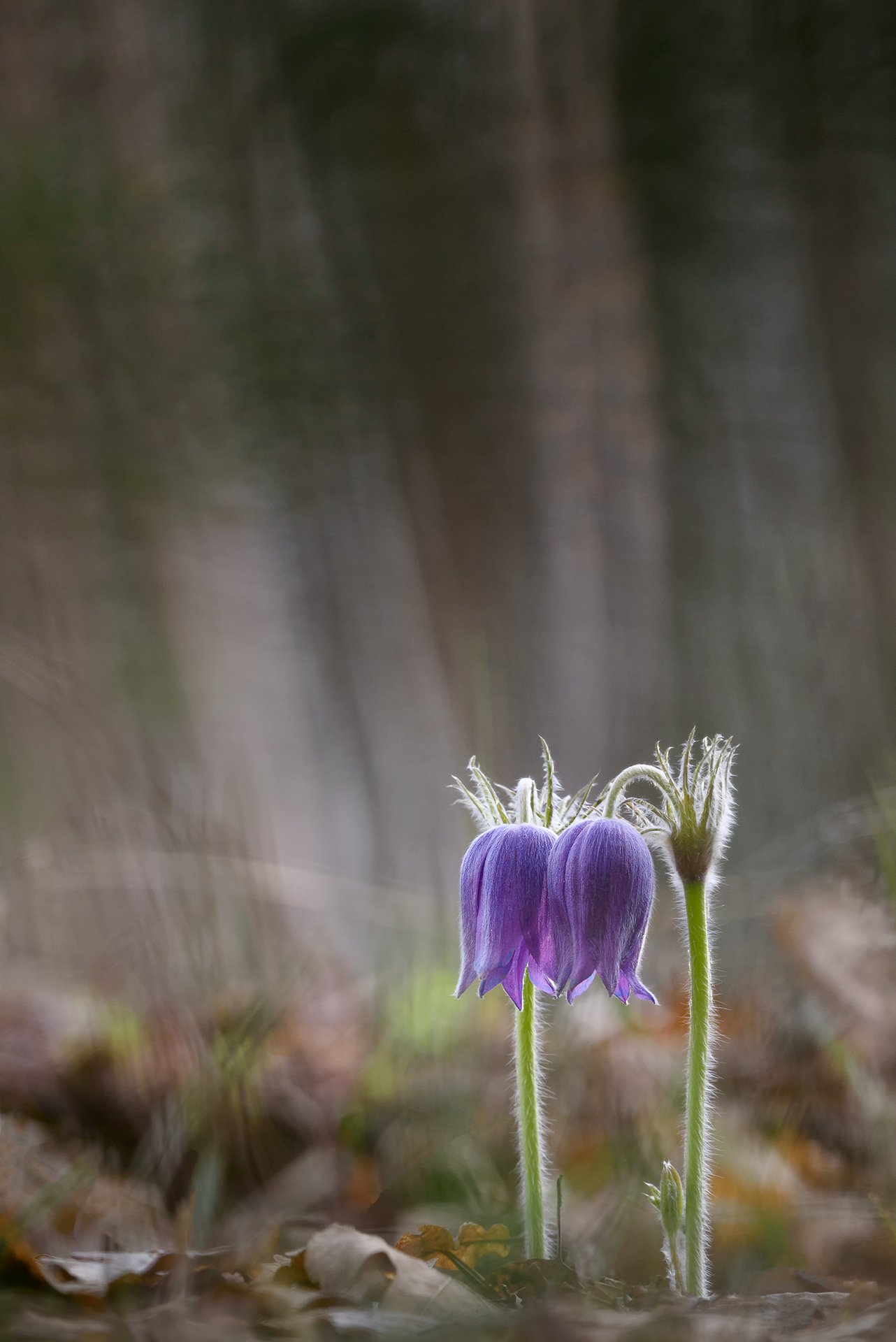 сон-трава, макрофотография, макро, природа, цветы, первоцветы, прострел, nature, macro, macrophotography, Игорь Зубков