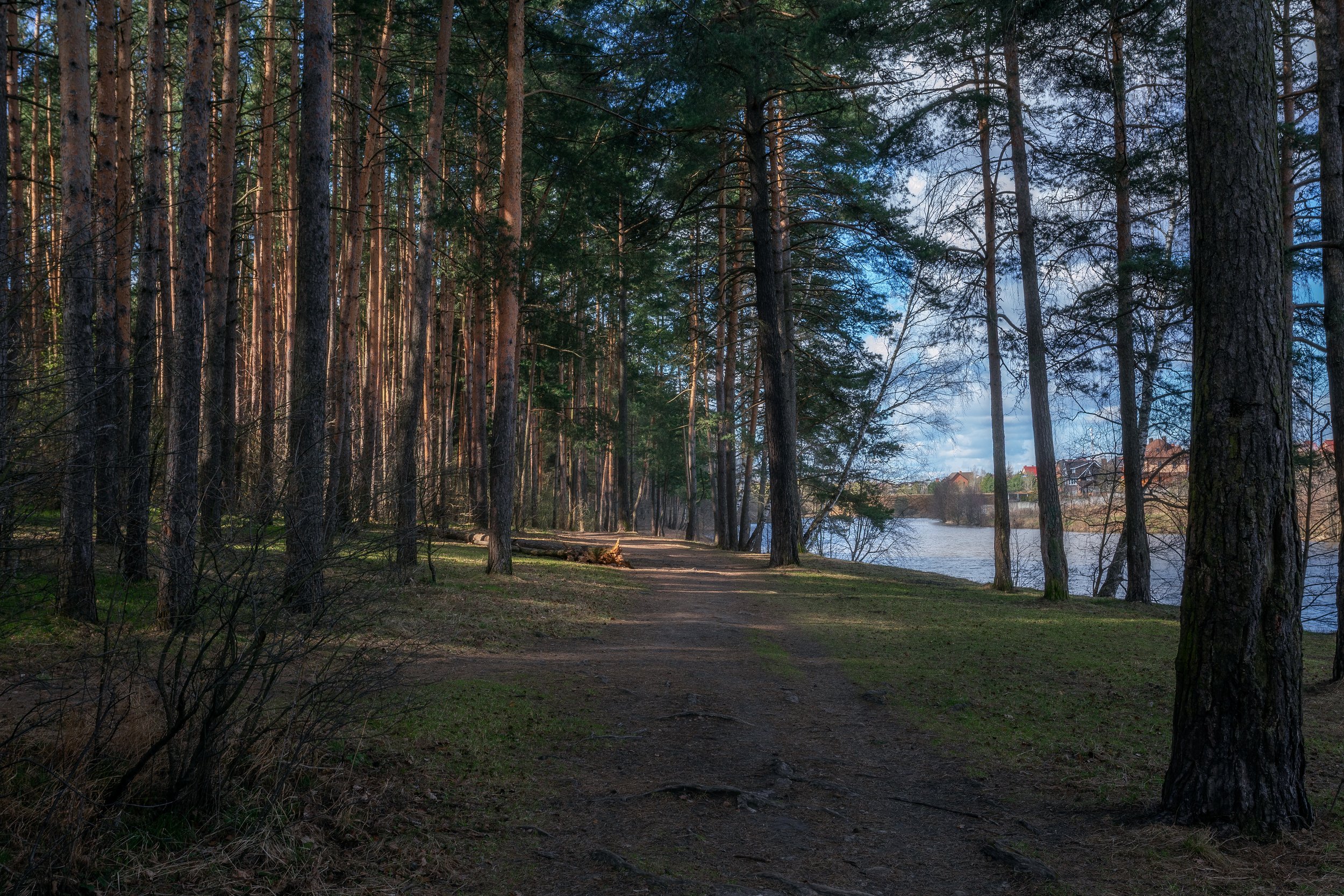 Московская область, природа, пейзаж, весна, сосновый лес, Мартыненко Дмитрий