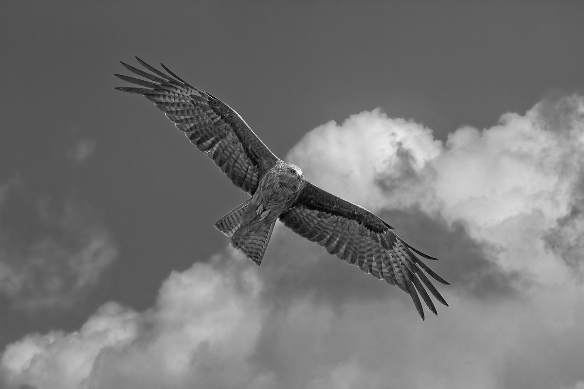 400mm, 7d, animals, red kite, красный коршун, Yuri Gomelsky