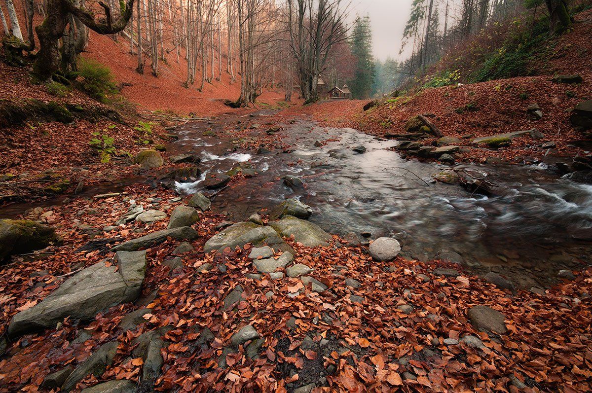 осень, карпаты, ручей, листья, Dmitry Kravchenko