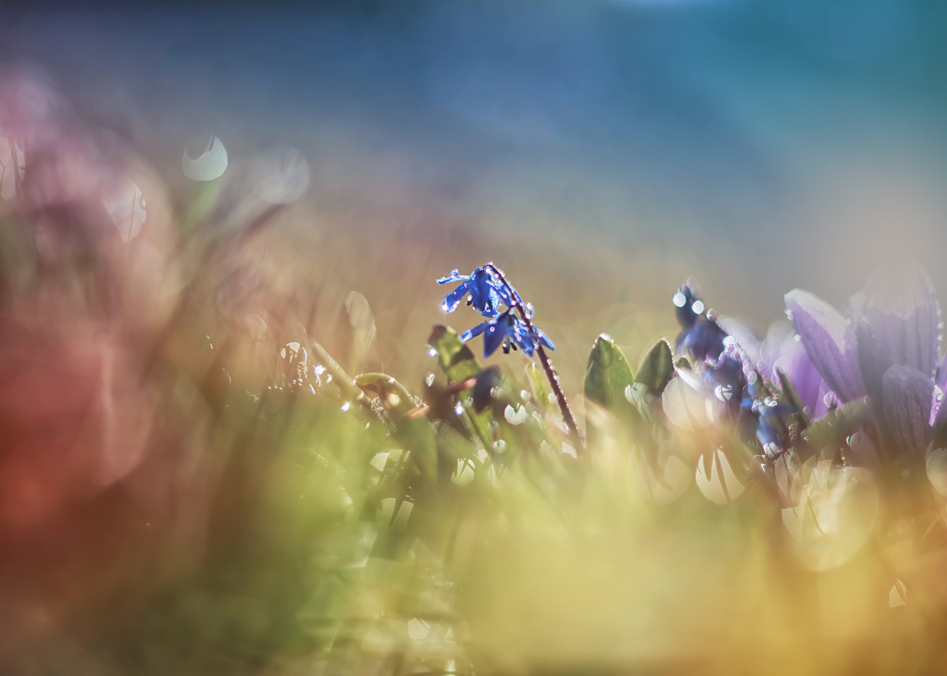 весна цветы пролески красота природа, Анастасия Третьякова