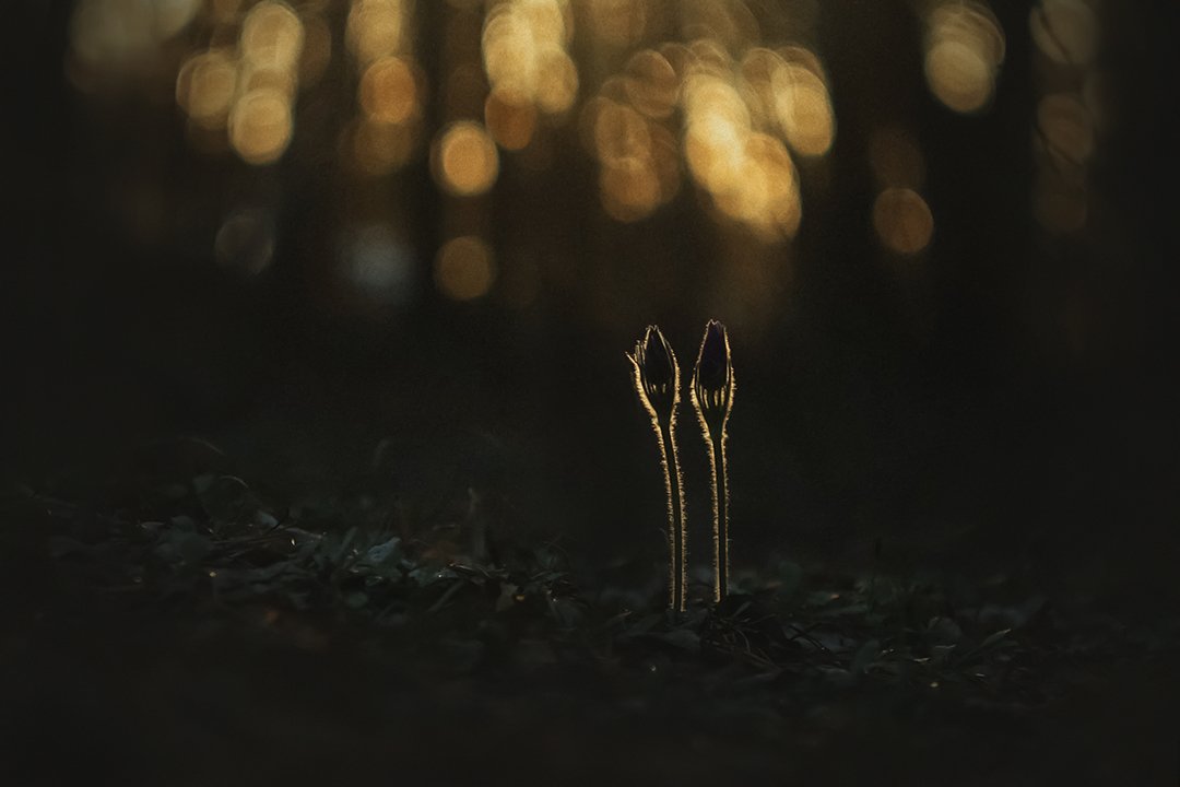 macro, flowers, Фролова Евгения