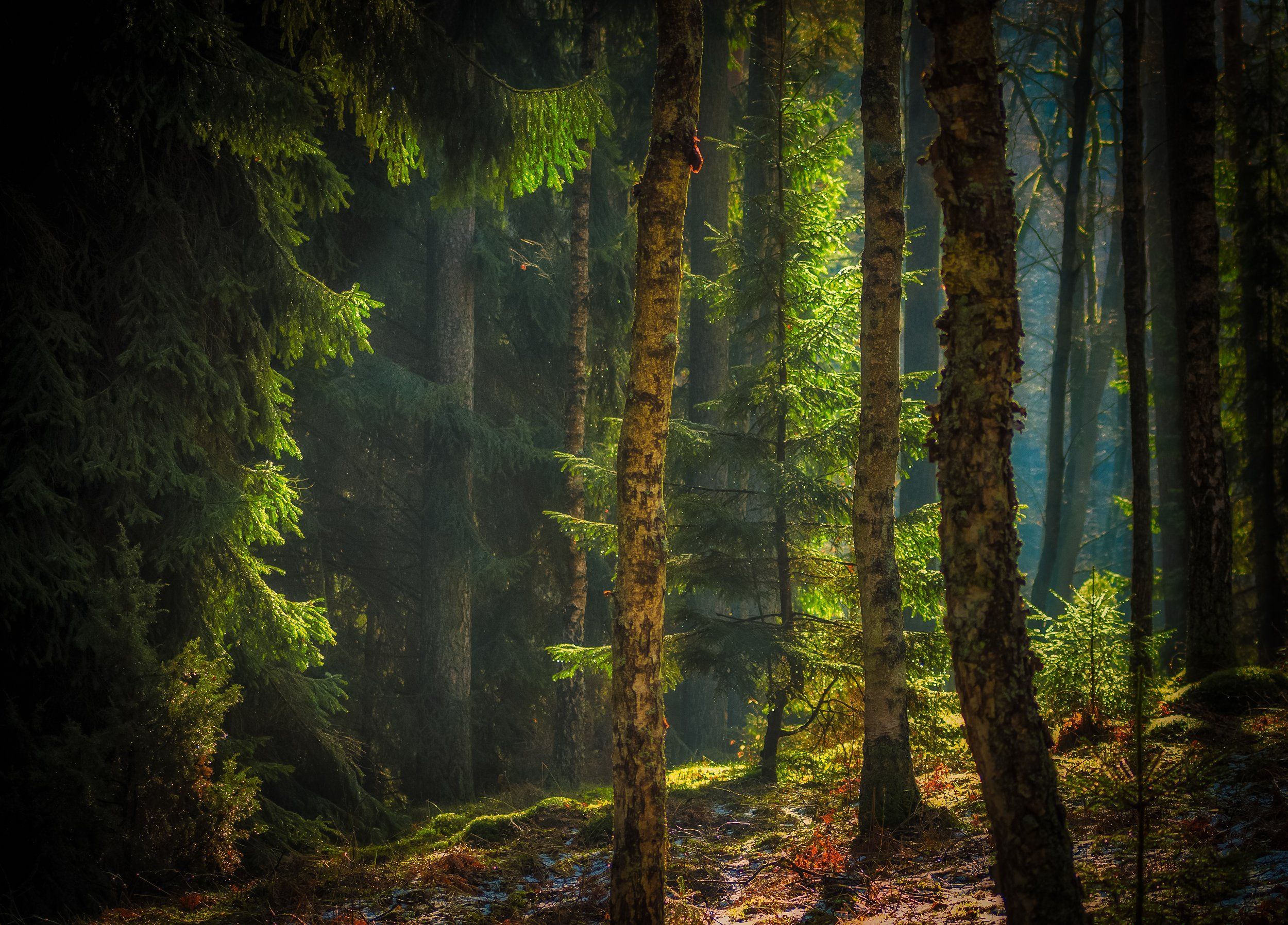 forest, nature, fog, light, morning, trees, nikon, atmosphere, Krzysztof Tollas