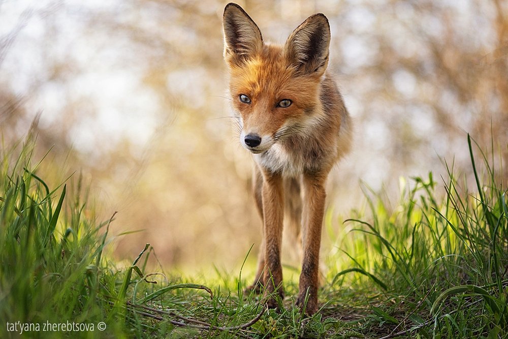 fox, my-mriya, mymriya, wildlife,, Татьяна Жеребцова