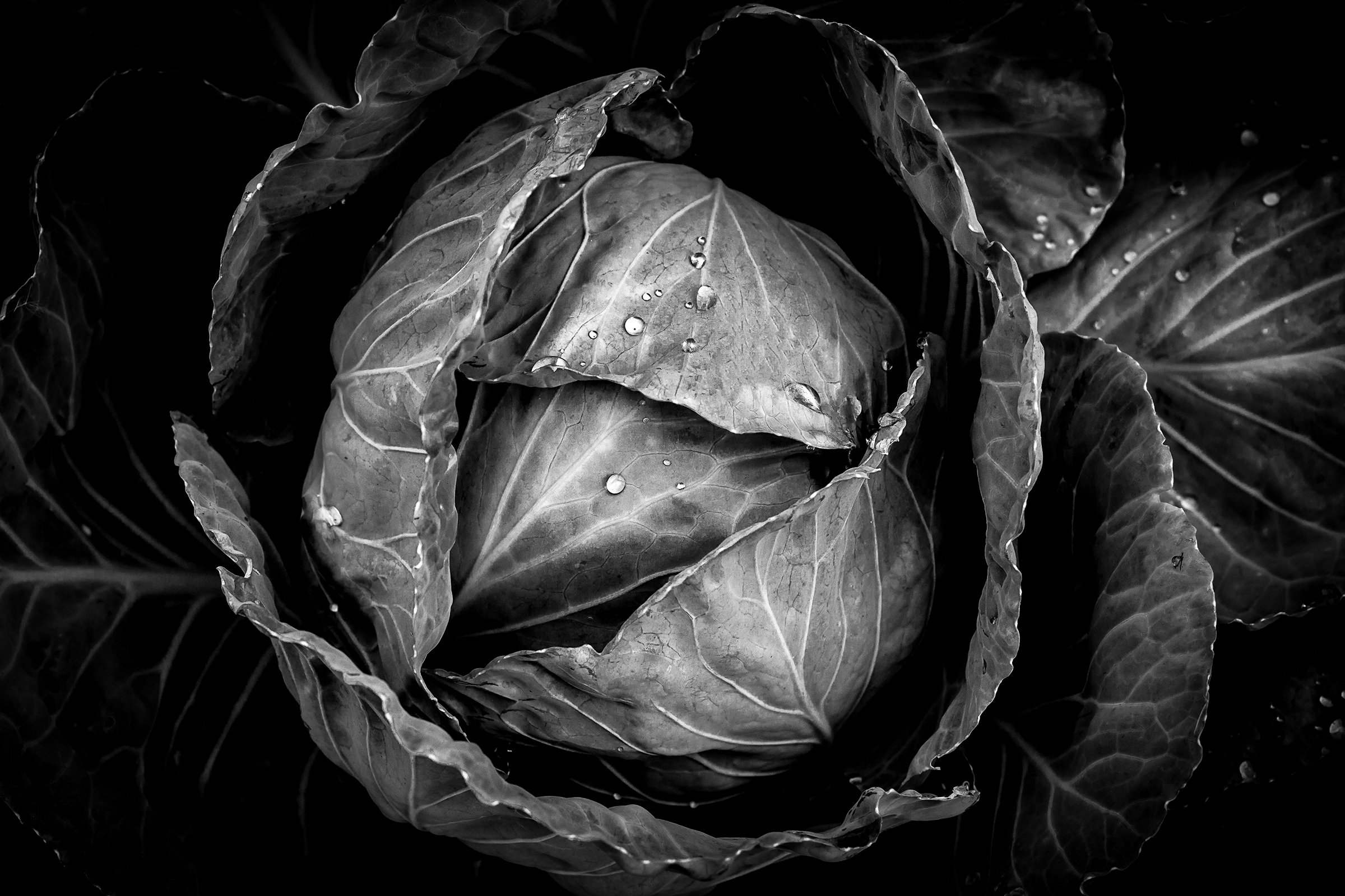 природа, овощи, черно-белое, Екатерина Нефедова