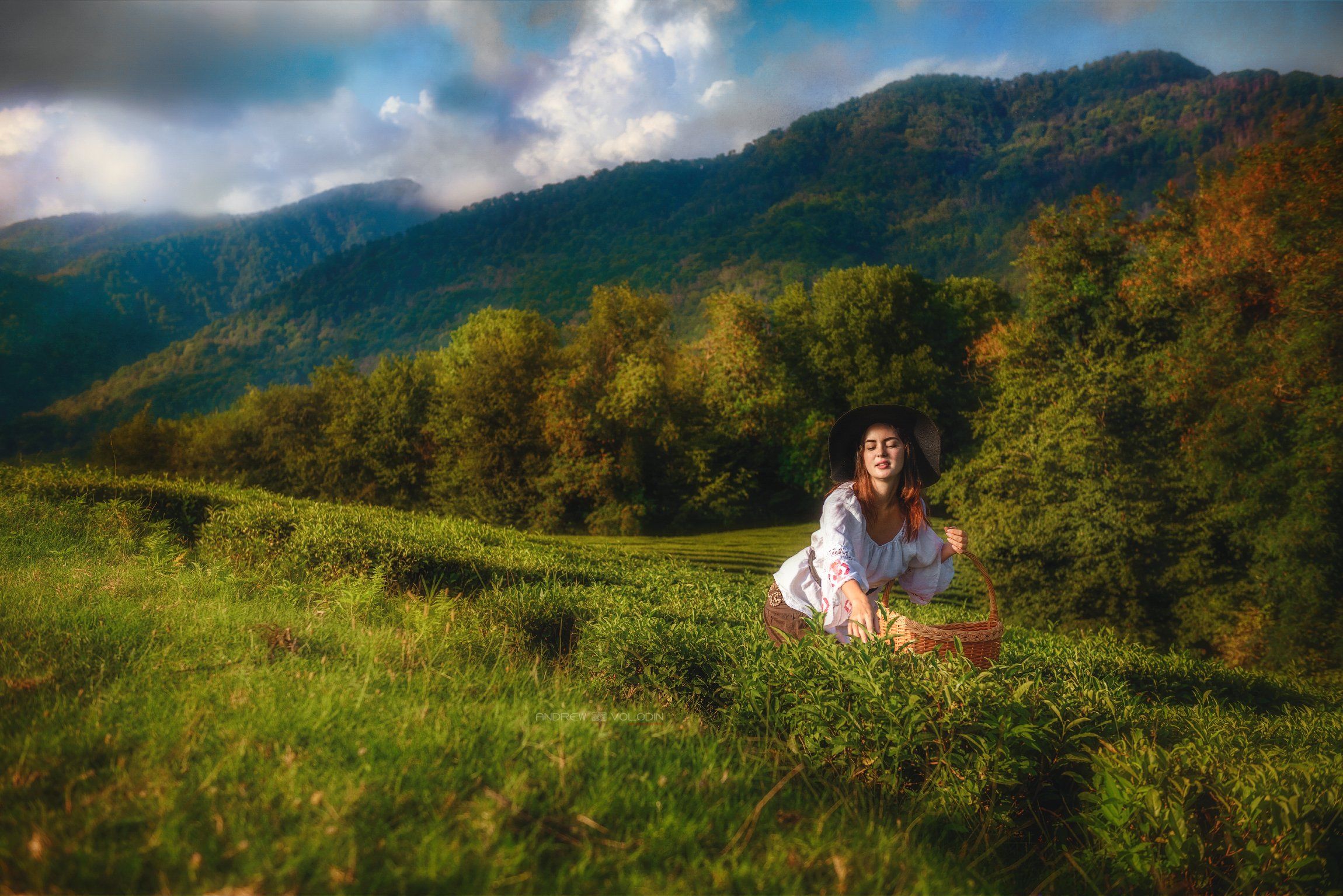 девушка чай корзина собирать плантации портрет поле лес природа, Андрей Володин