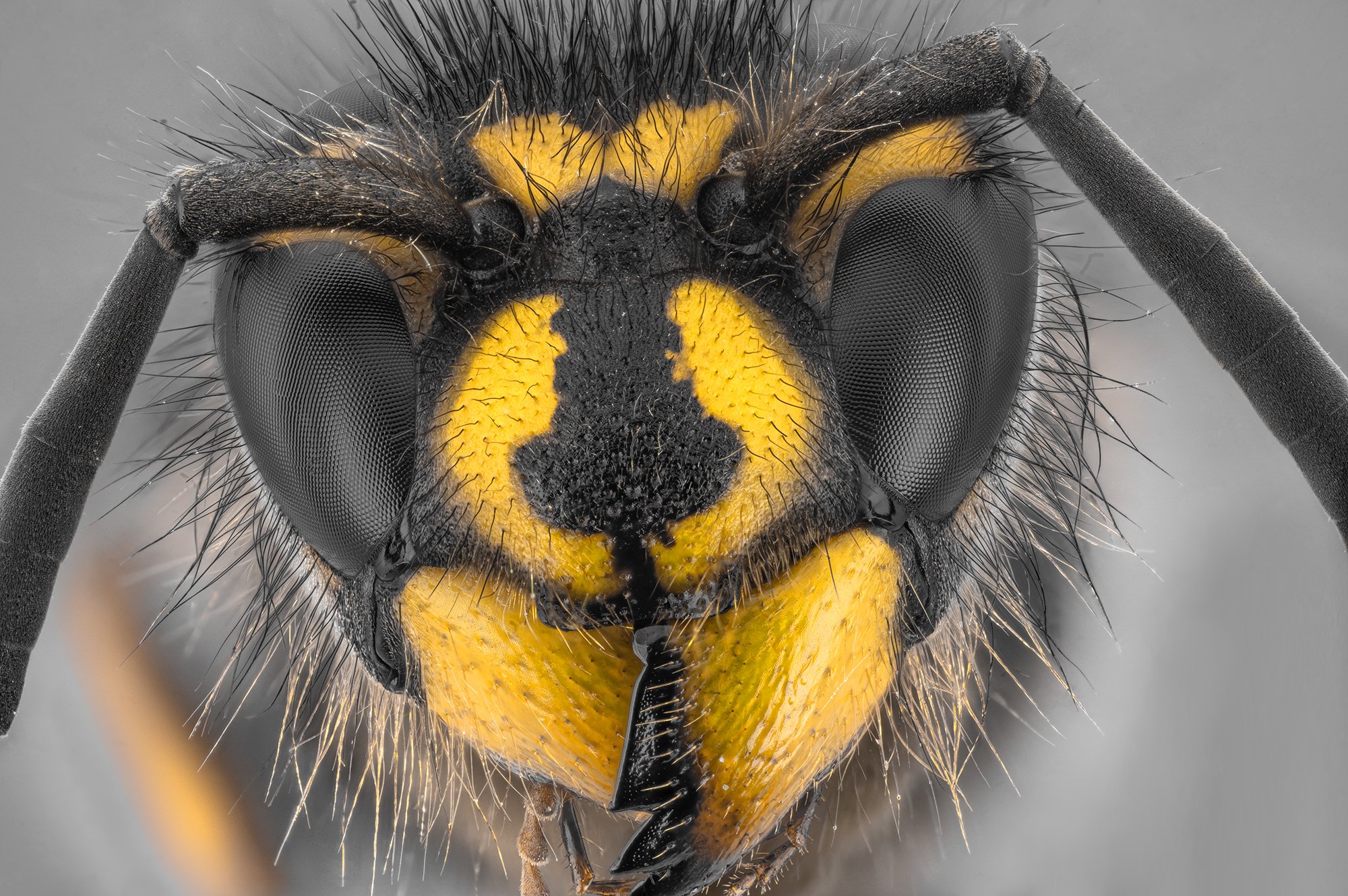 оса насекомое макро супермакро стекинг, Борис Фотомания