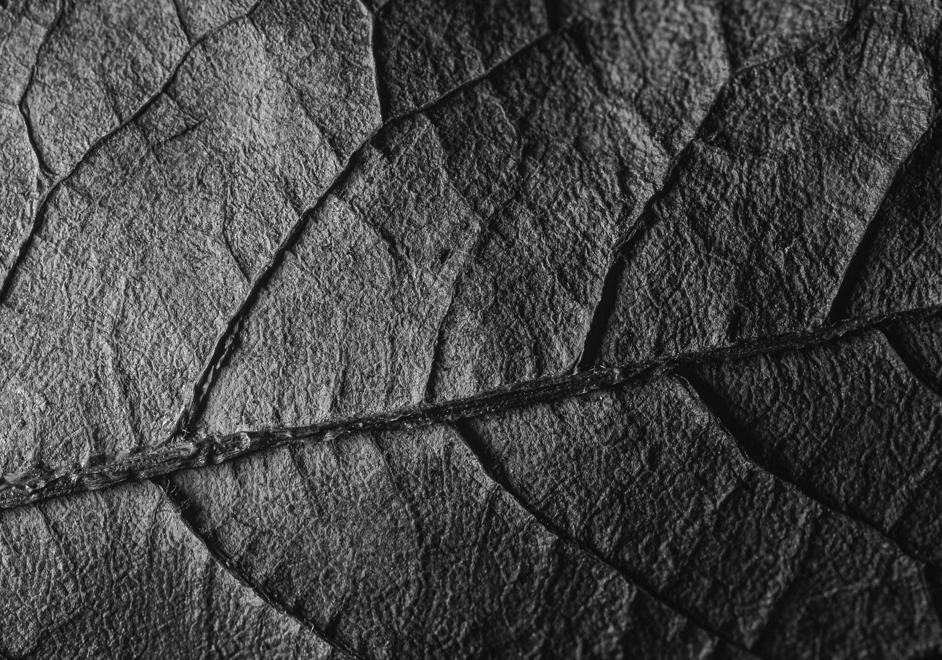 макро, лист дерева, прожилки, монохромное изображение, Александр Кожухов