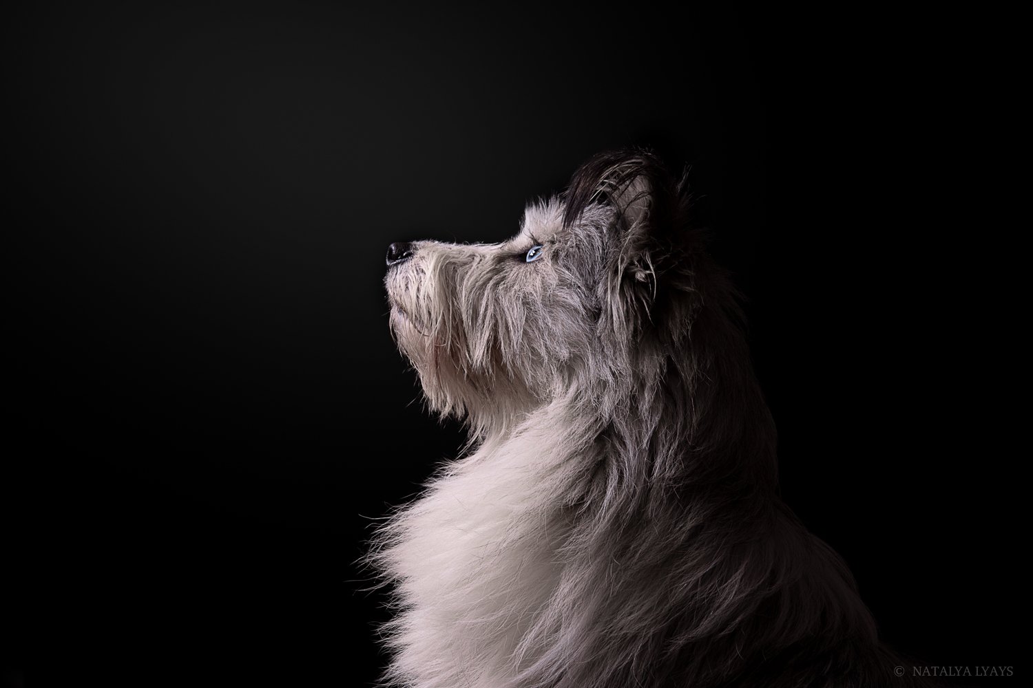 собака,животные,студия,черный,dog,animal,studio,canon,фото дня, Наталья Ляйс