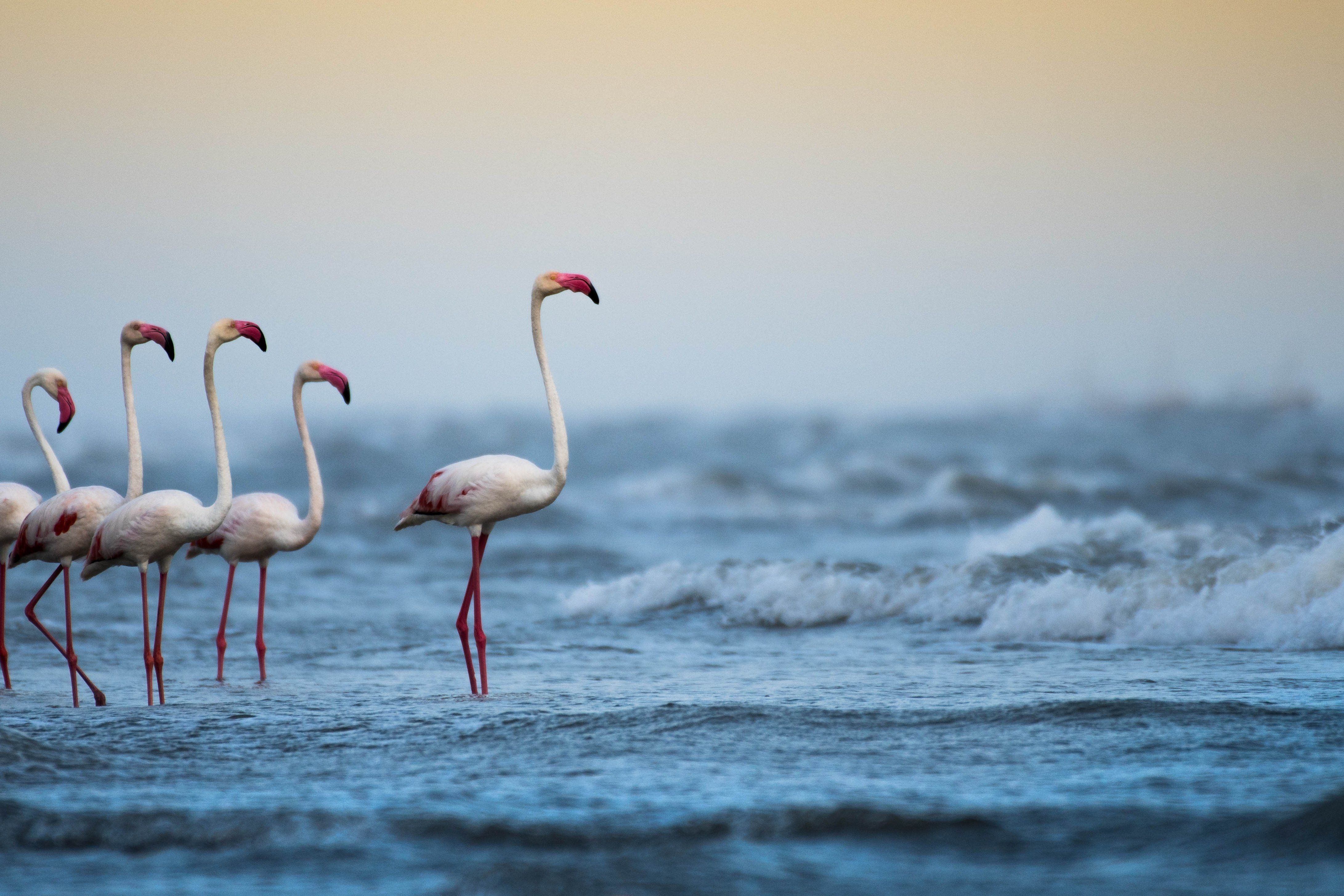 flamingo, greater flamingo, nature, pink beauty, kutch, grk, greater rann of kutch, gujarat, state bird of gujarat, wildlife, nature, parthkansarawildlife, nakhatrana,, parth kansara