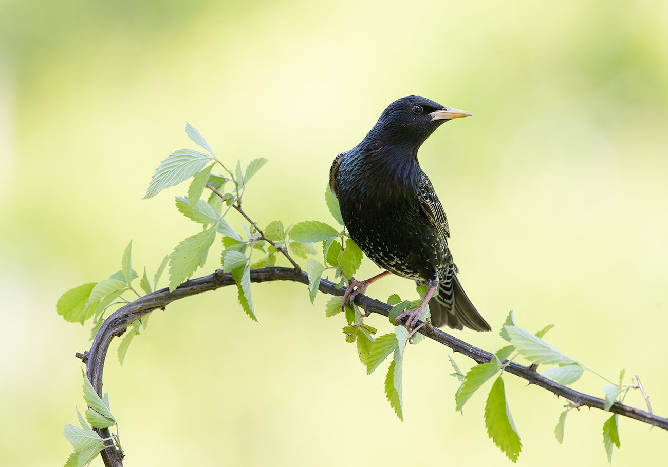 скворец, обыкновенный скворец, starling, Elizabeth Etkind