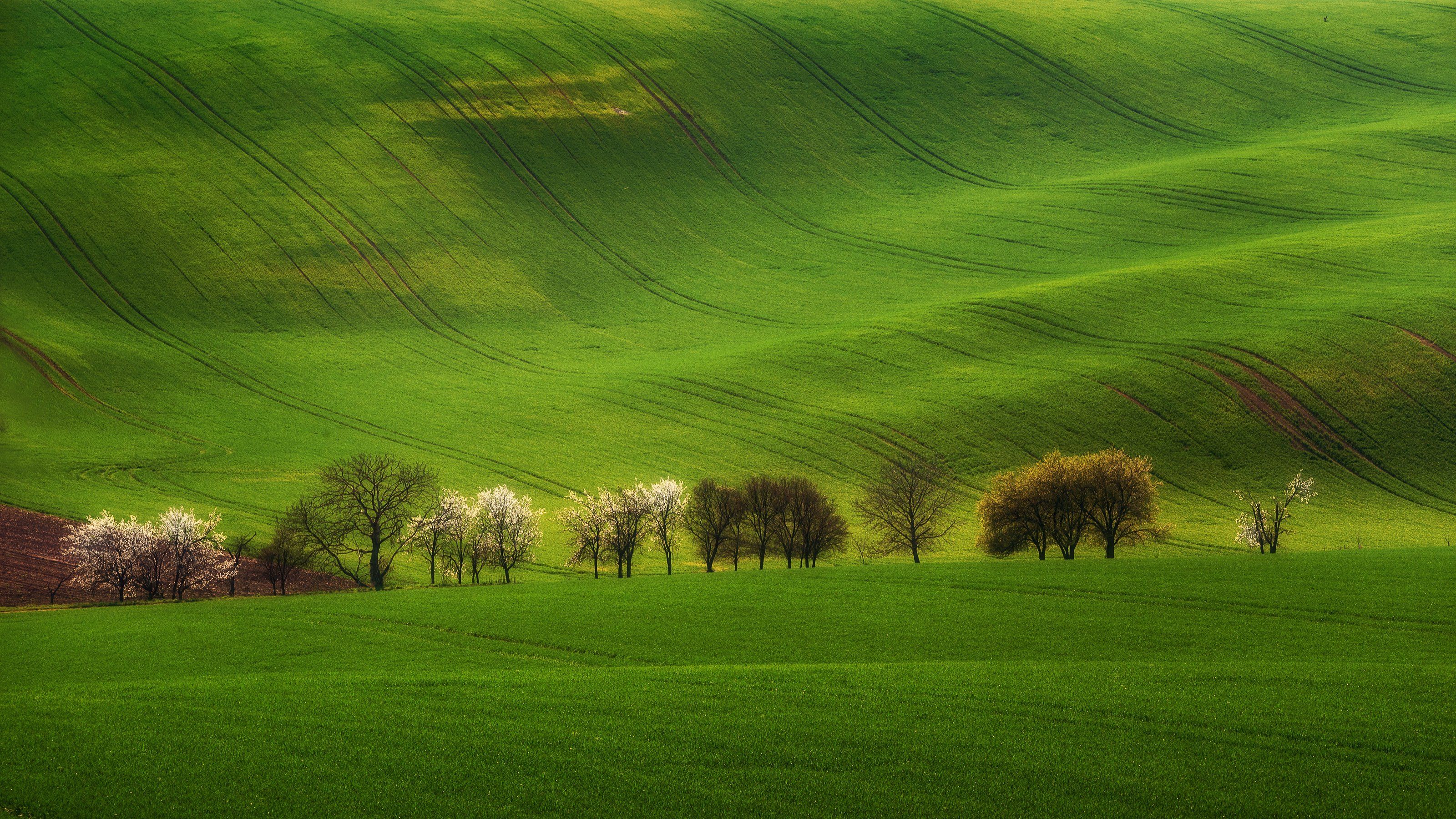 sunset, spring, landscapes, tree,, Milan Samochin