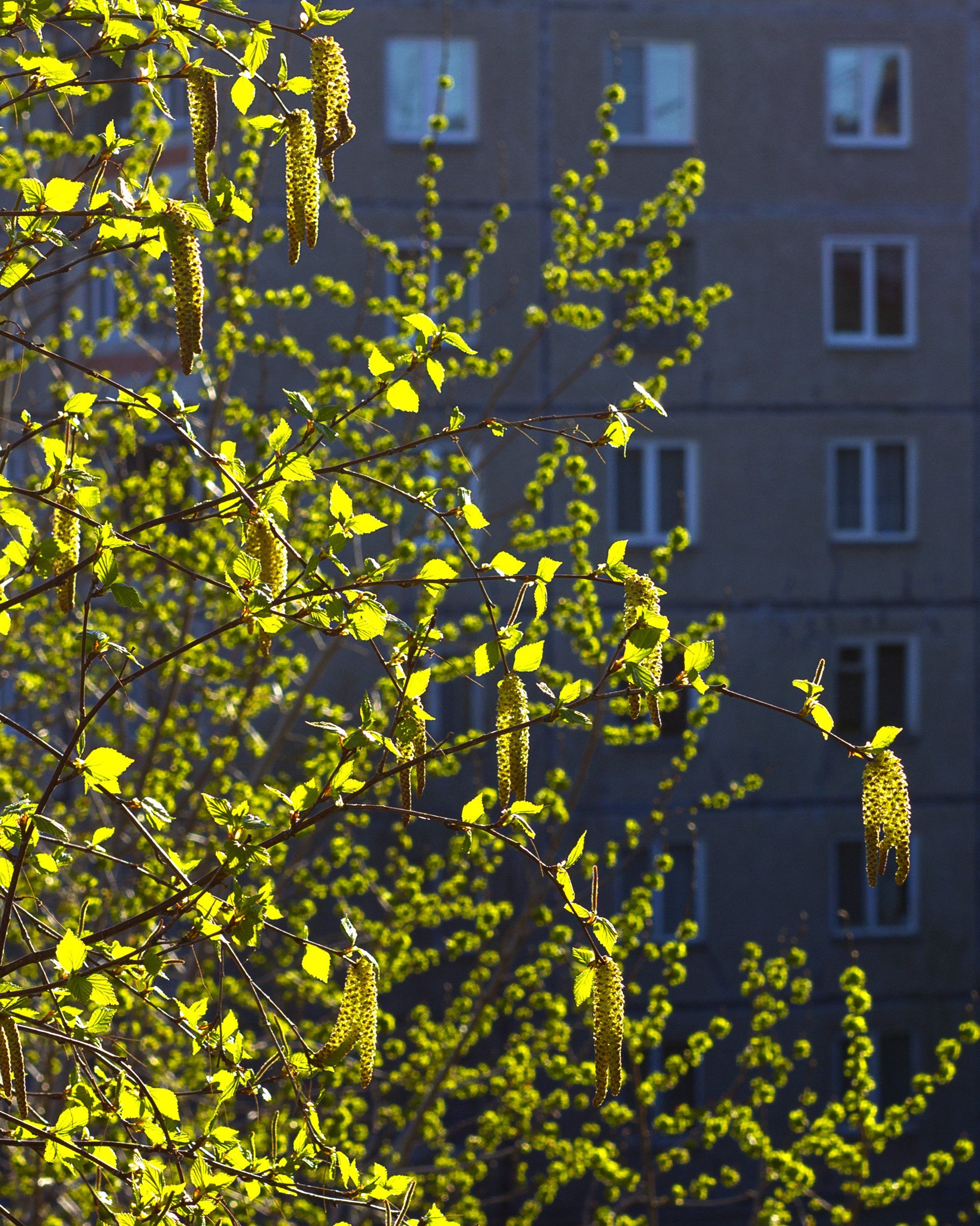 город,береза, весна, окна, многоэтажка,, Александр Кожухов