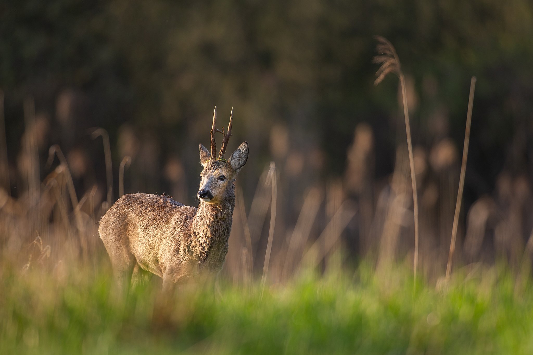 #roebuck #wildphotography #nature #animals #polska, Lukasz Dobkowski