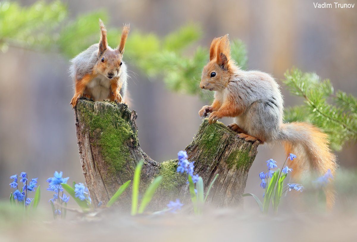 белка, весна, squirrel, Вадим Трунов