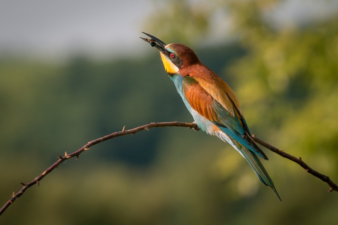 золотистая щурка, птицы, лето, birds, wildlife, bee-eater, Алексей Юденков