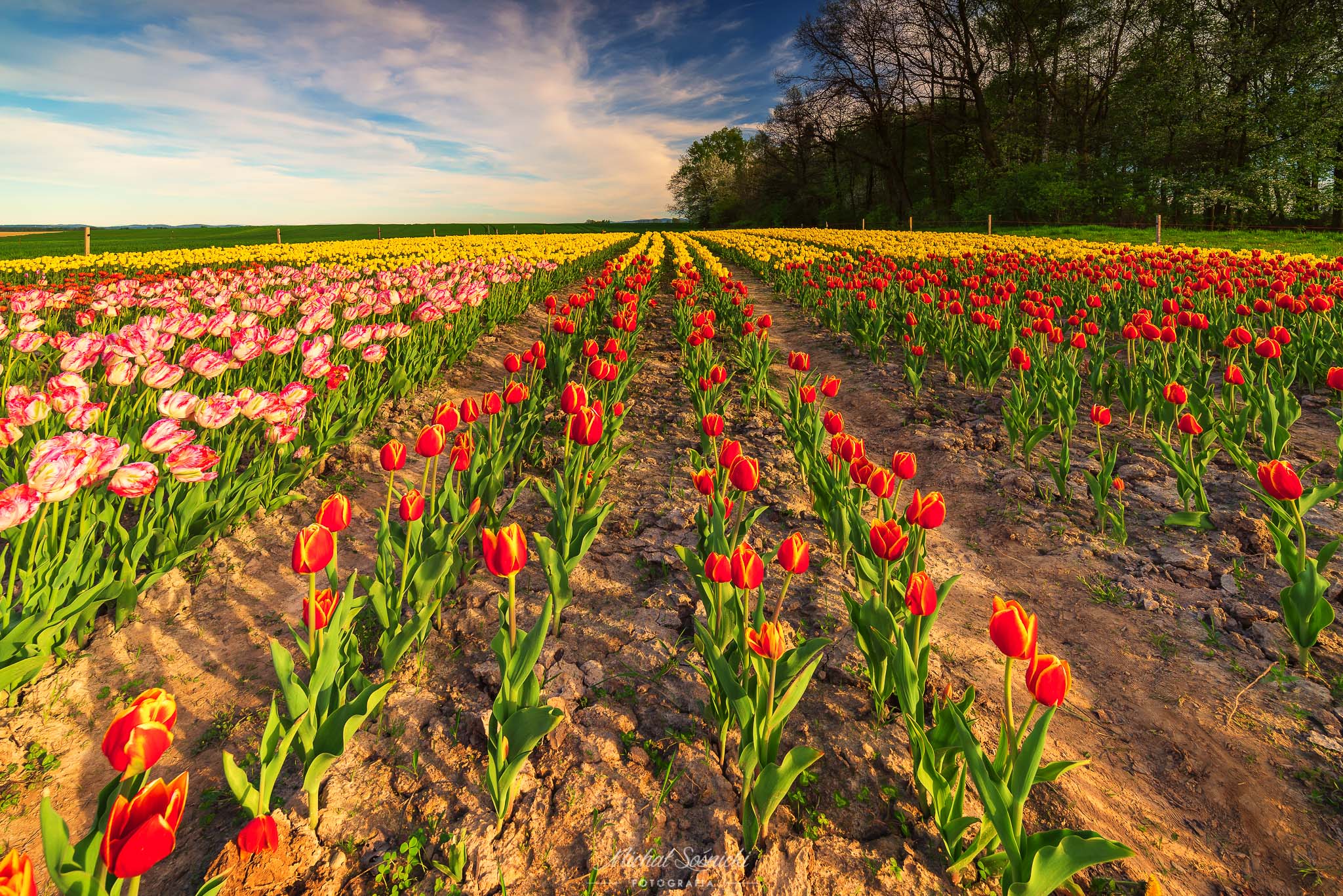 #poland #tulip #tulips #flowers #nature #landscape #best #benro #benq #pentax, Michał Sośnicki