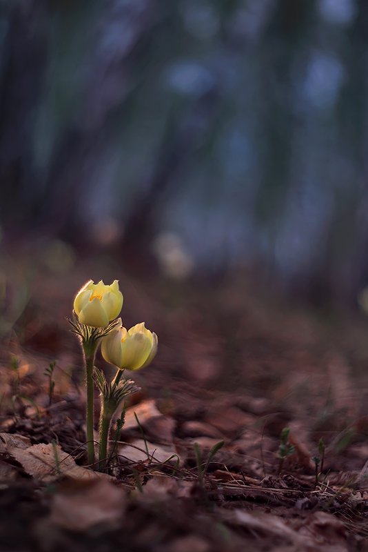 природа, лес, весна, цветы, сон-трава, подснежник, Sokolova Tatiana