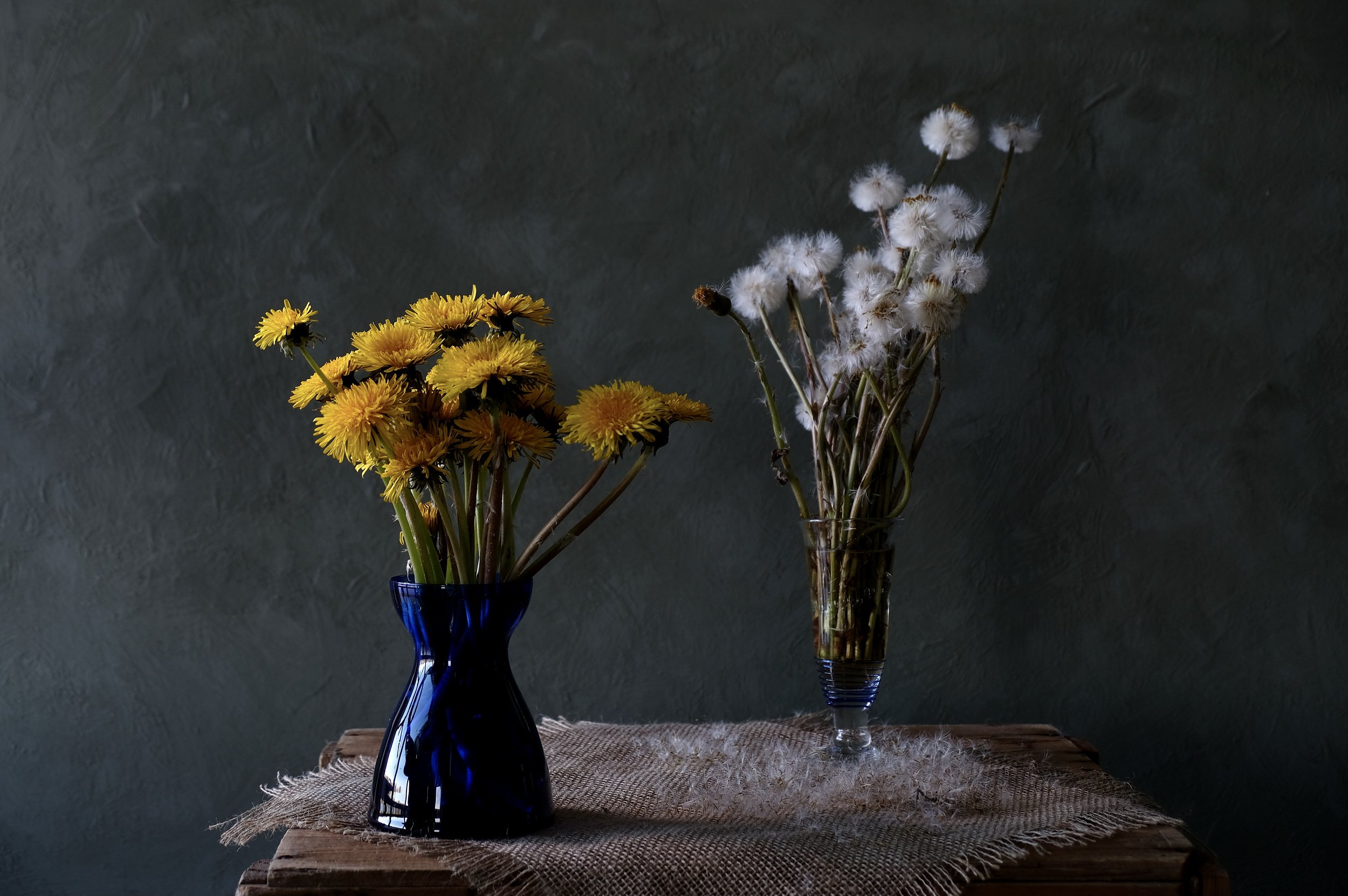 Still life, nature, flowers, floral, dandelion, Norway, yellow, white, blue, colors, spring, summer, coltsfoot, , Svetlana Povarova Ree