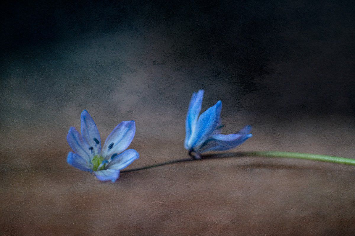 flower, close-up, Игорь Копцев