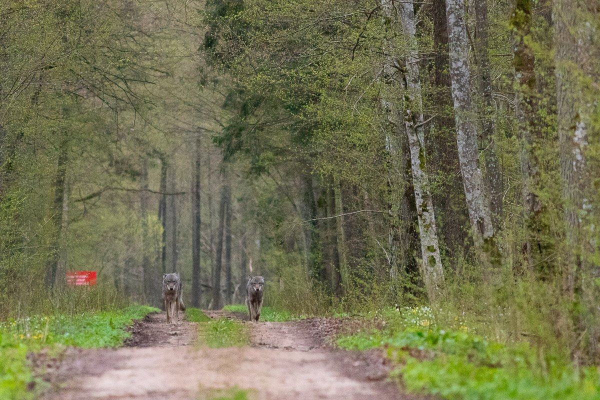 ssaki wilki wataha wadera basior dzika przyroda puszcza białowieska natura fauna , Marcin Zakrzewski