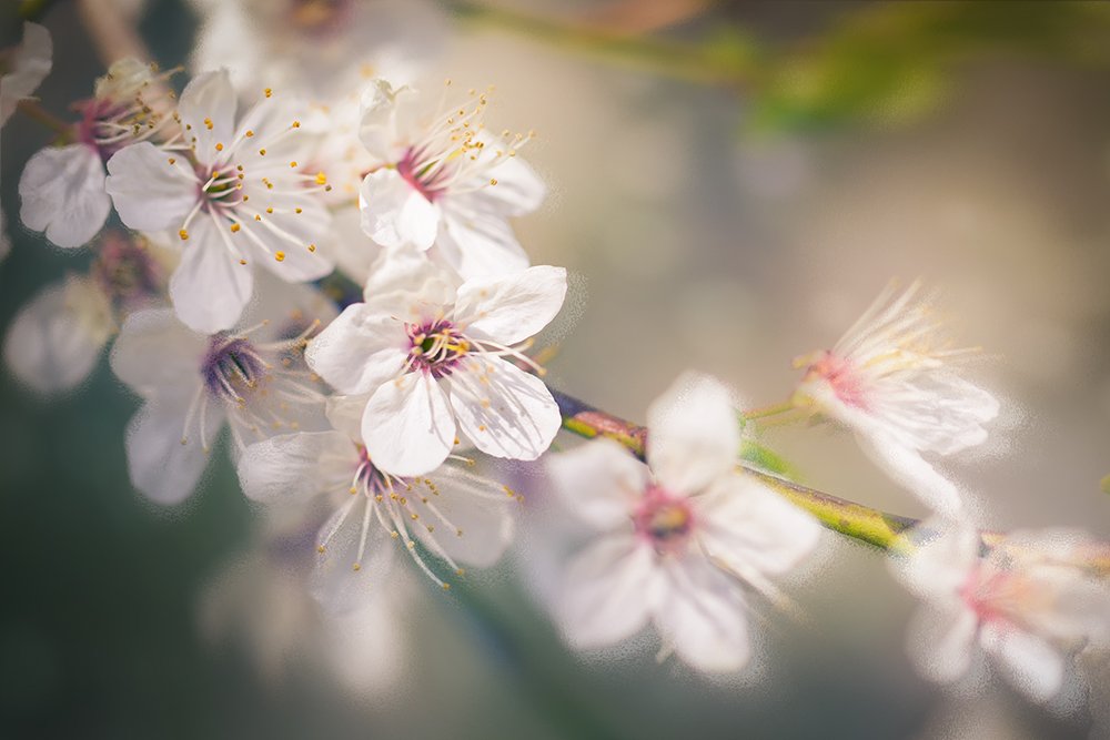 весна, май, макро, цветы, цветение, Марина Хилько