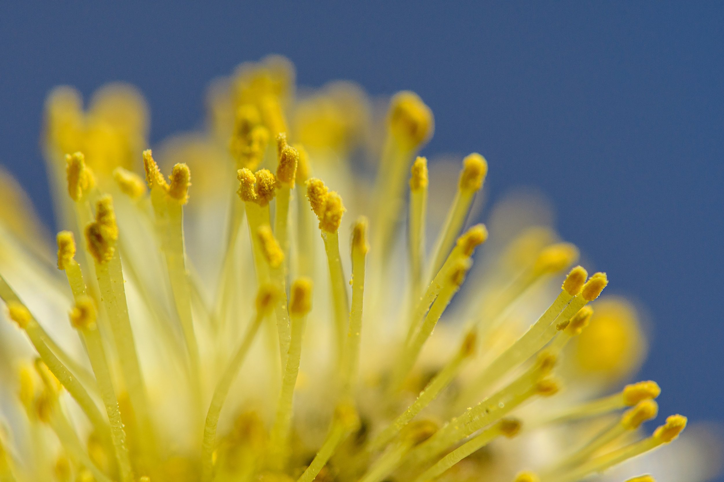 background; blossom; blossom tree; blue; bright; close-up; closeup; details; dust; flower; light; macro; macrophotography; micro; natural; nature; no people; plant; spring; springtime; stamen; stamens; willow; yellow; ,  Mykhailo
