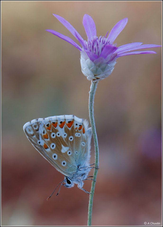 цветок,бабочка,армения, Александр Чувилин