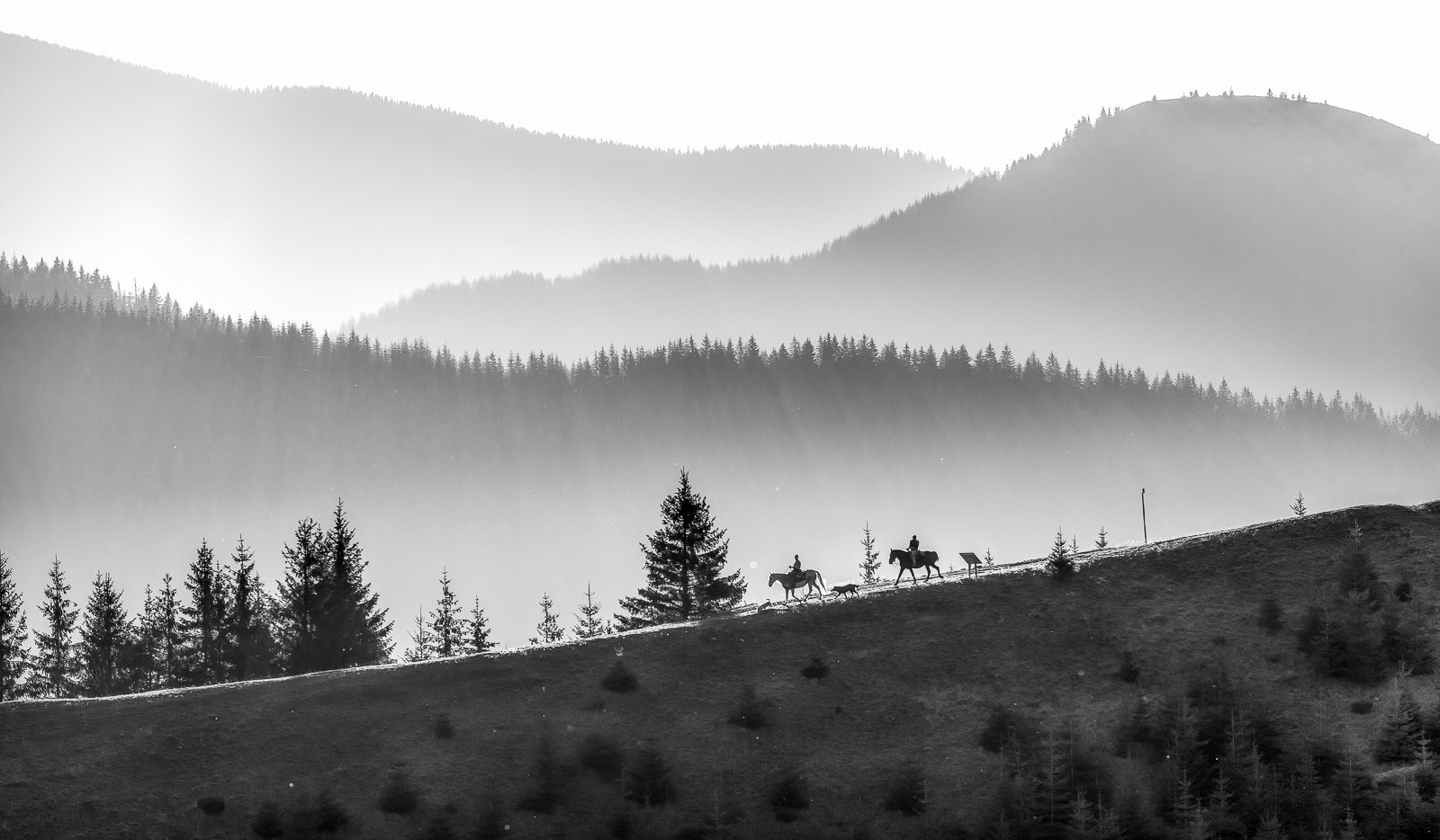 Horse, Nature, Riding, Romania, Sunset, Ioan Chiriac