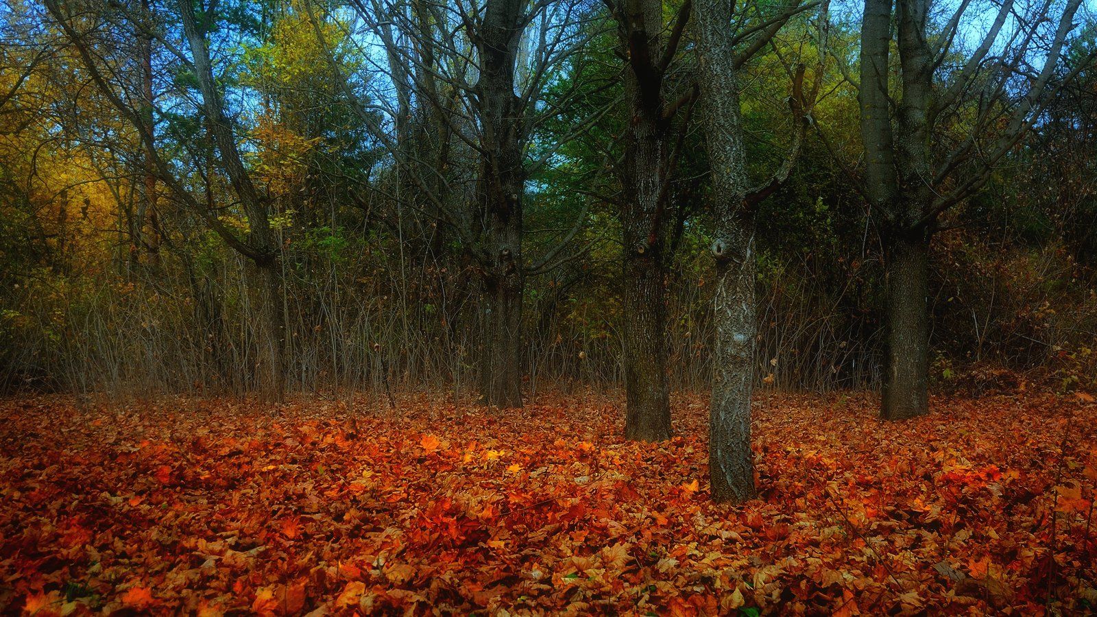 осень, парк, клены, листья, Serj Master