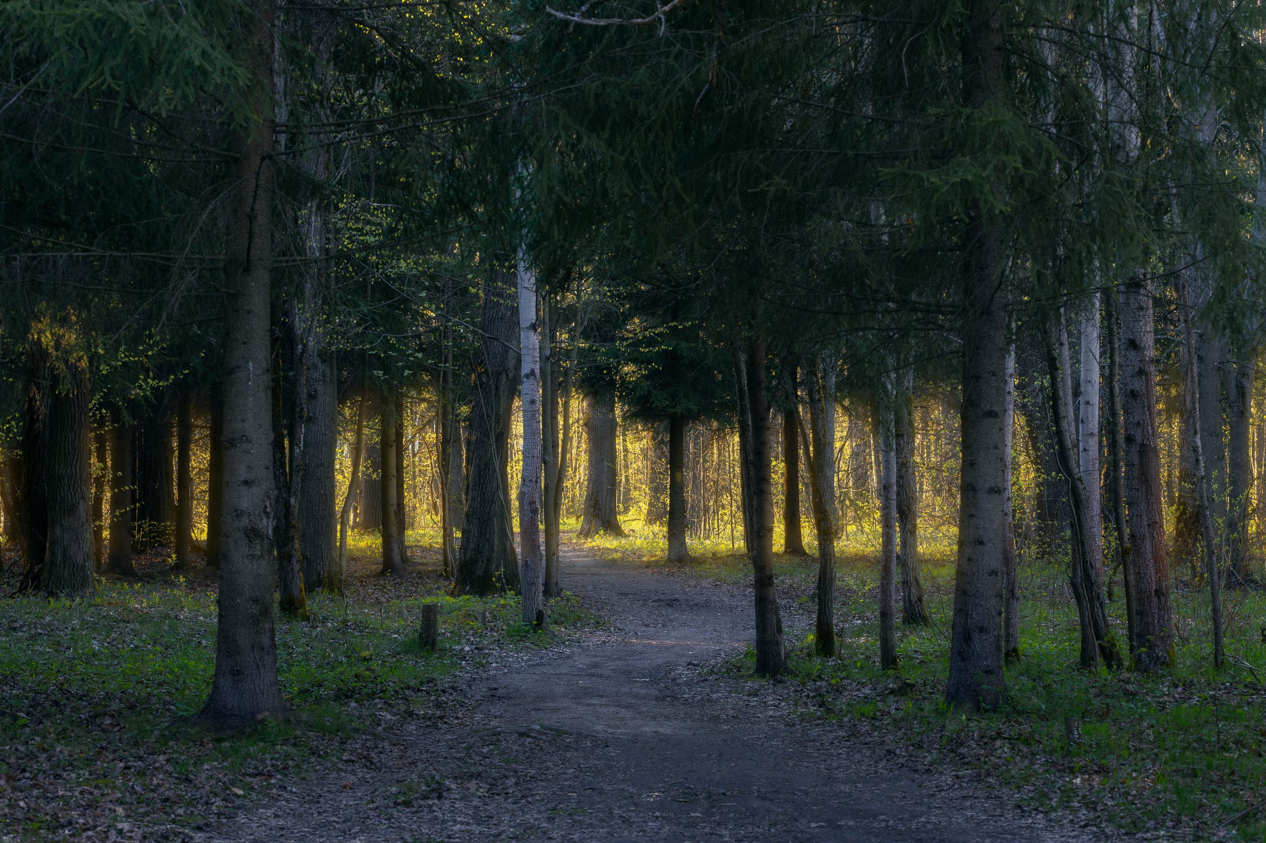 природа, лес, закат, деревья, Московская область, пейзаж, Мартыненко Дмитрий