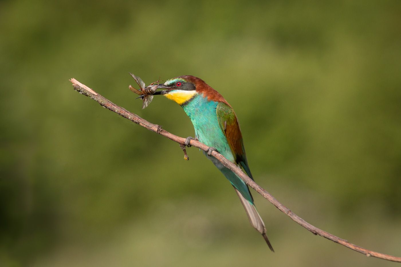 золотистая щурка, птицы, лето, birds, wildlife, bee-eater, майский жук, Алексей Юденков