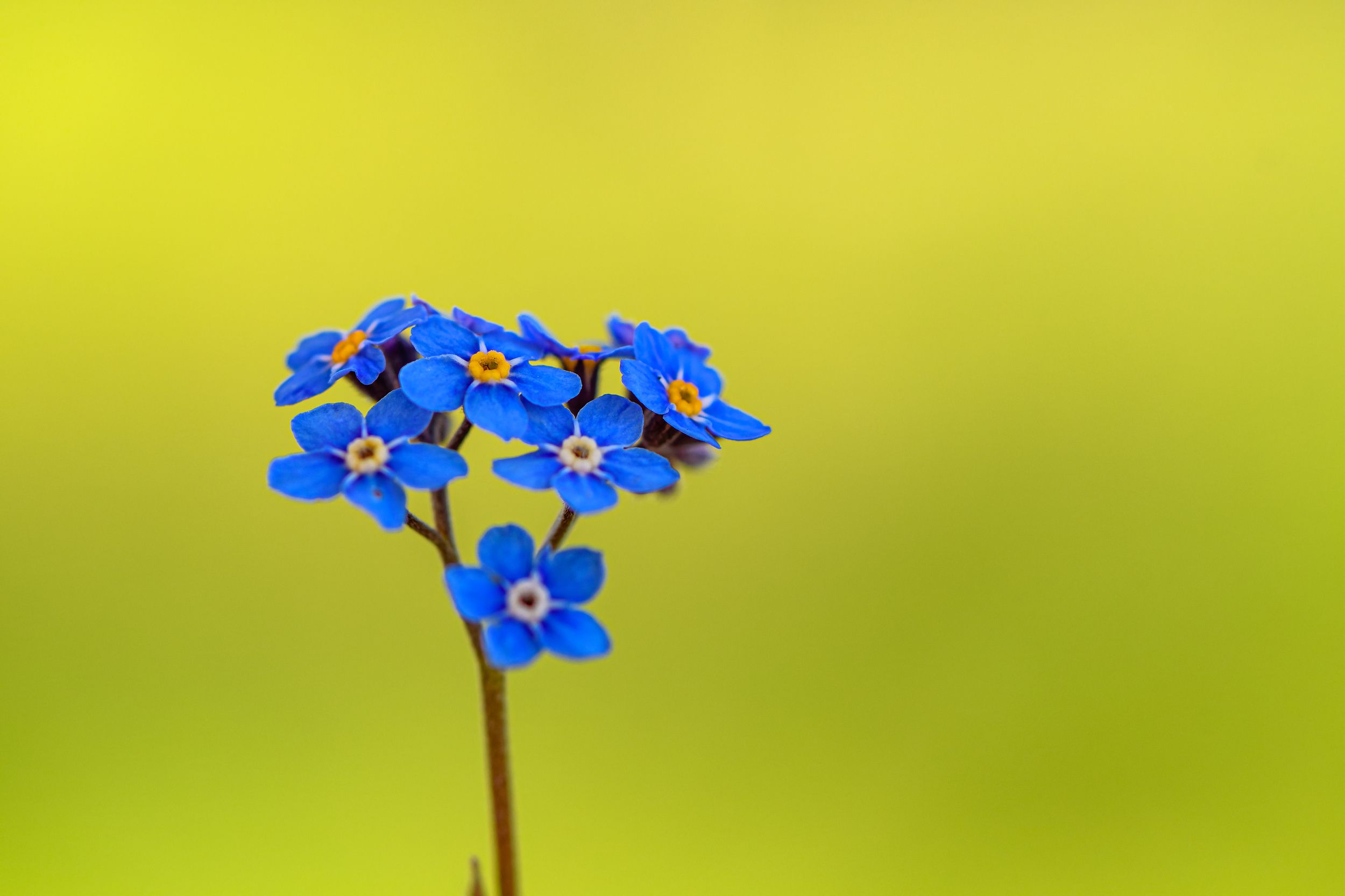 flower, blossom, blue, macro, forget-me-not, spring,  Mykhailo