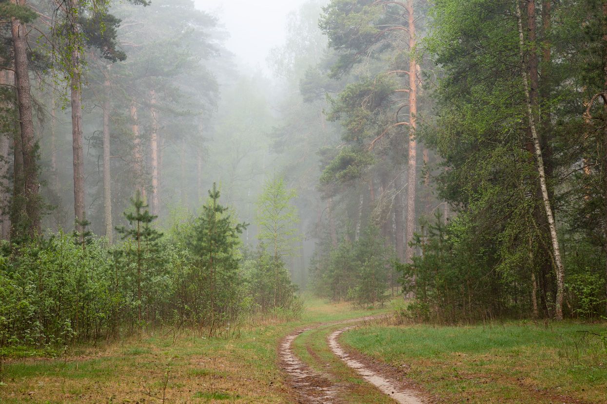 утро туман  лес дорога, Дмитрий Алексеев