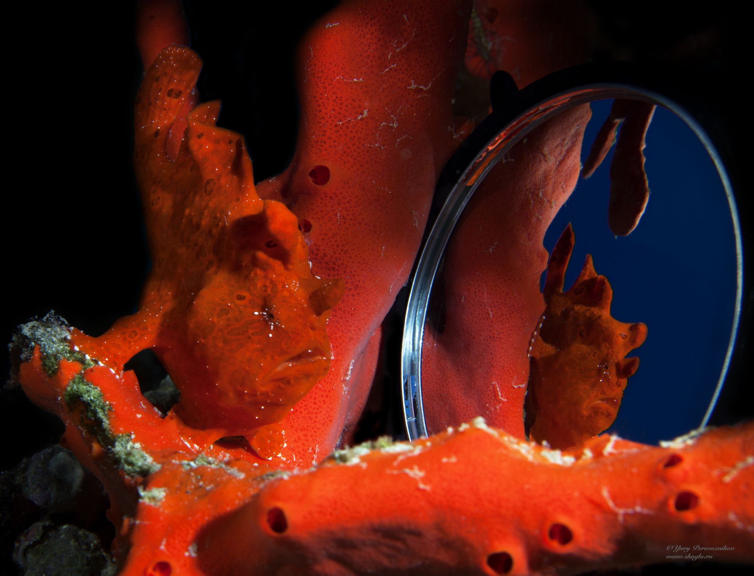 подводное фото подводный мир хургада египет жогло zhoglo красное море, Юрий Перевозников