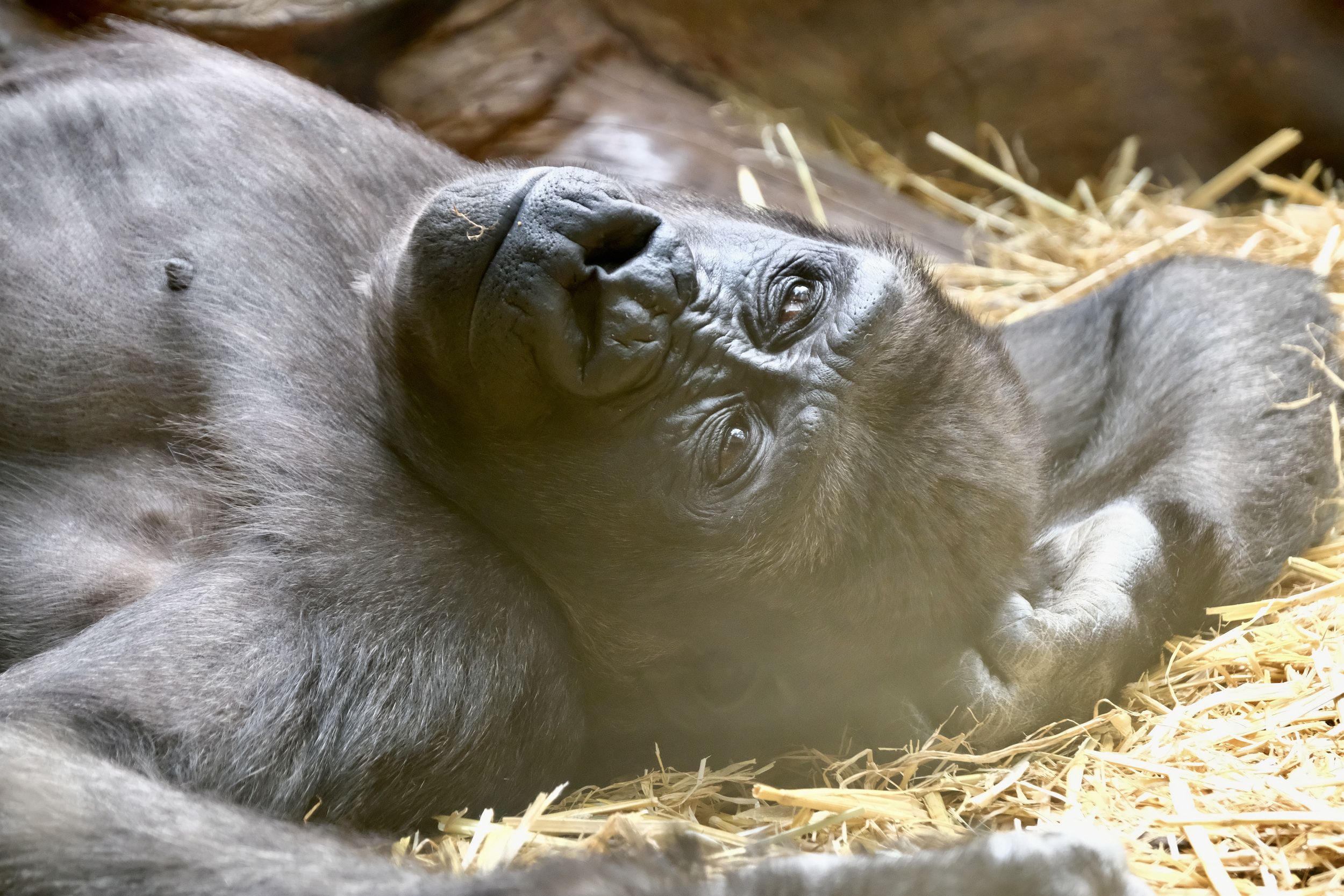 Animals, gorilla, Zoo, fauna, Zurich, nature, monkey, , Svetlana Povarova Ree