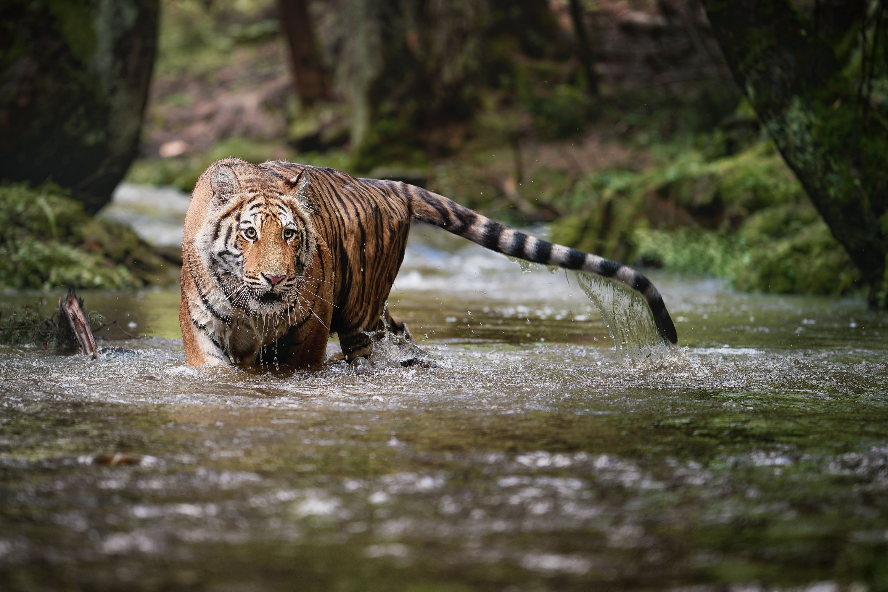 tiger, creek, water, siberian tiger, Michaela Firešová