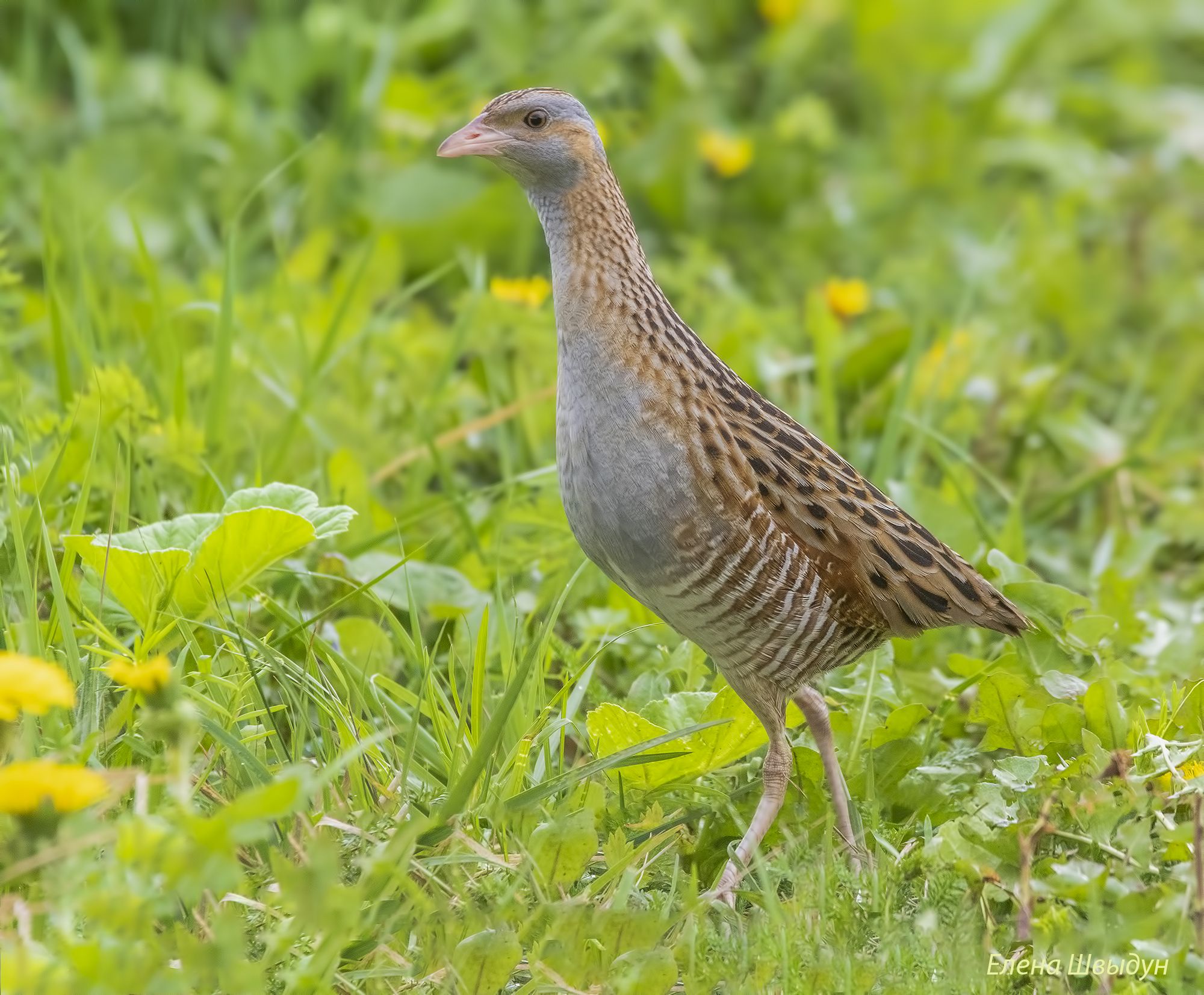 bird of prey, animal, birds, bird,  animal wildlife,  nature,  animals in the wild, corn crake, коростель, птицы, птица, Елена Швыдун